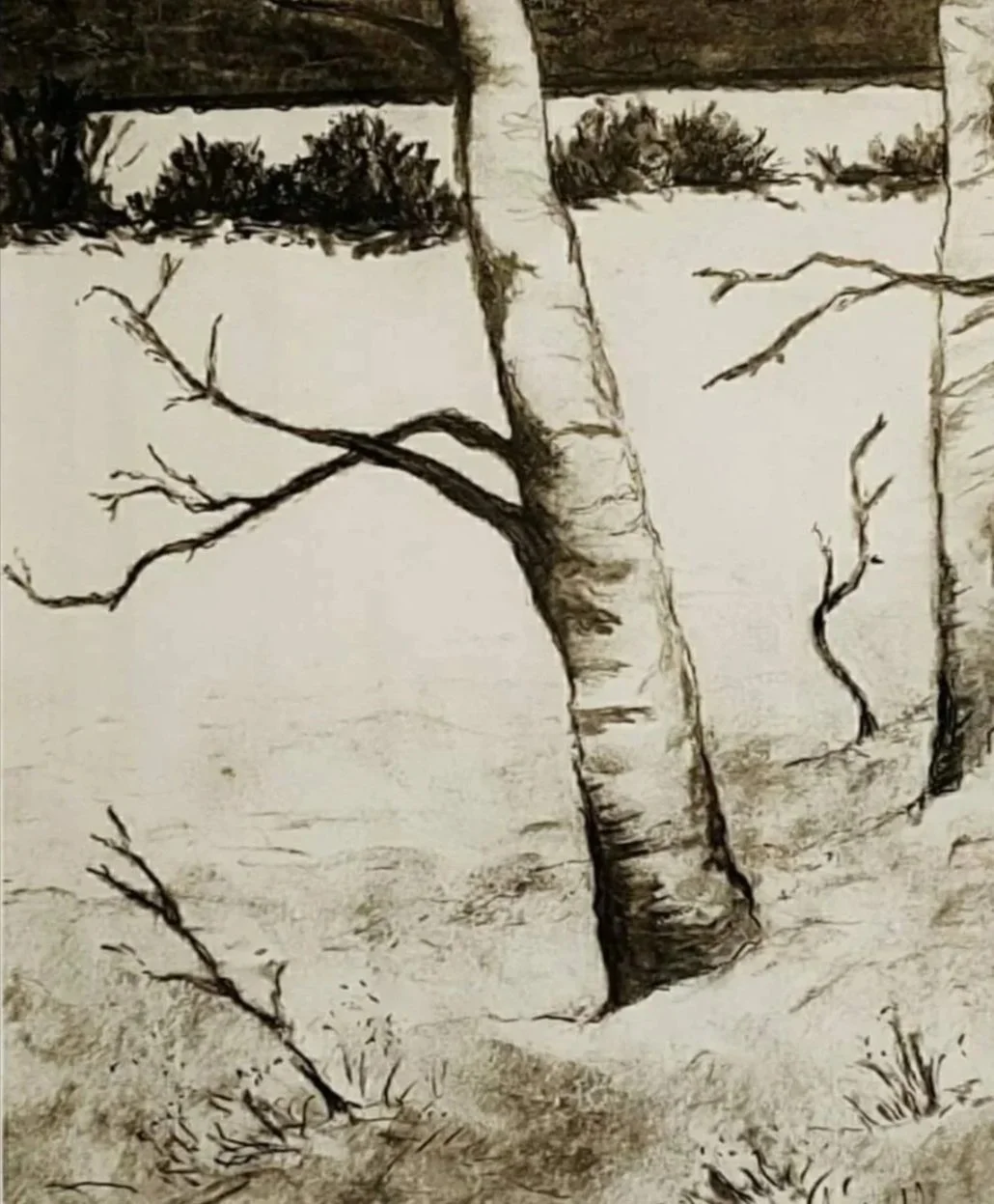 "Aspen Tree in Snow" Charcoal on paper-
8"x 10"
