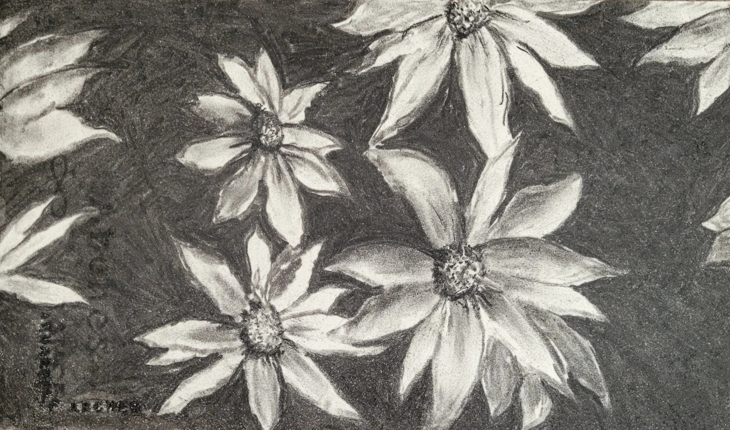 "Daisys" Charcoal on paper-9"x 14"