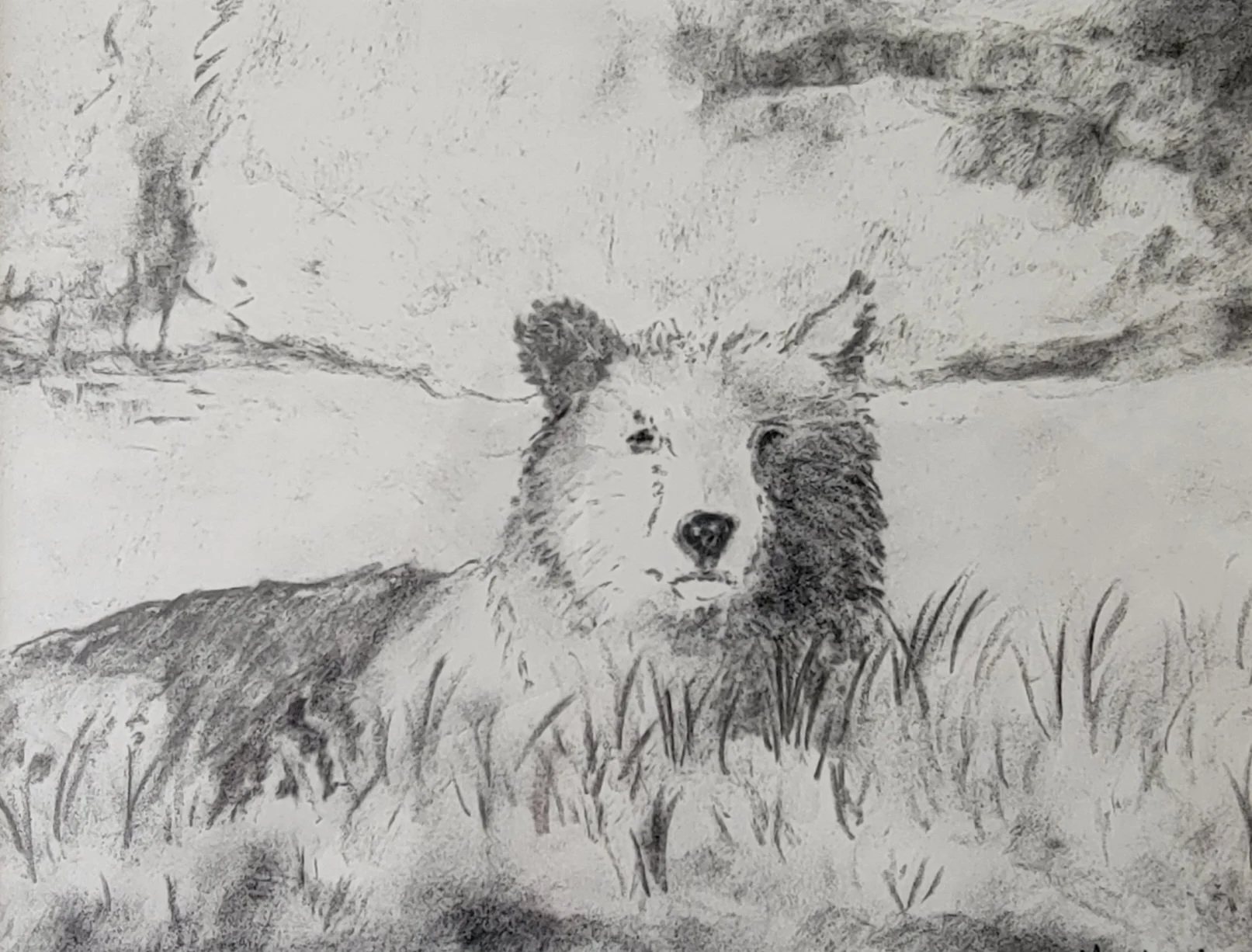 "Bear" Charcoal on paper-8"x 10"