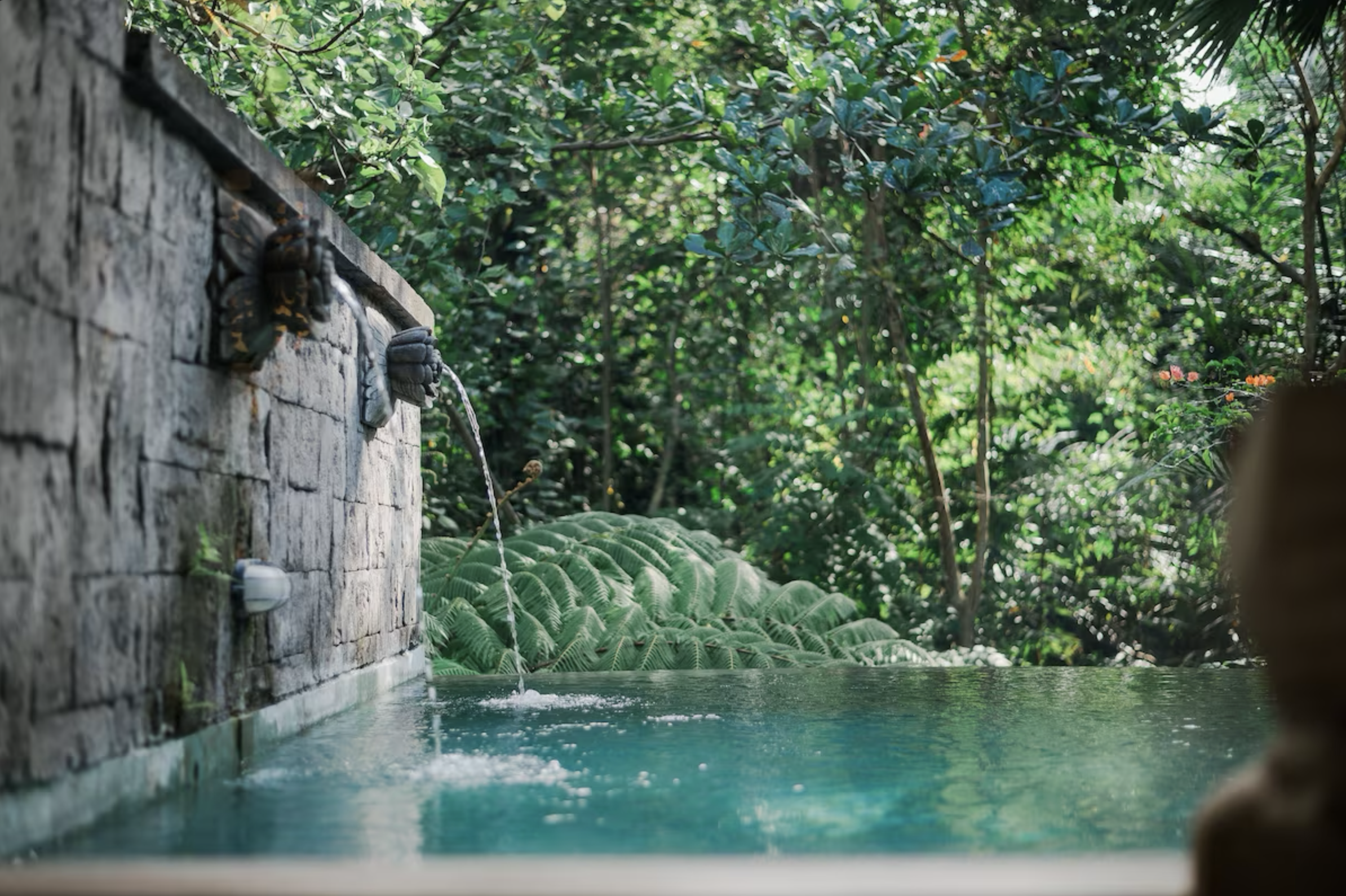 Fuente de agua en un pared de piedra en medio de un bosque tropical con vegetación densa y grandes hojas verdes.