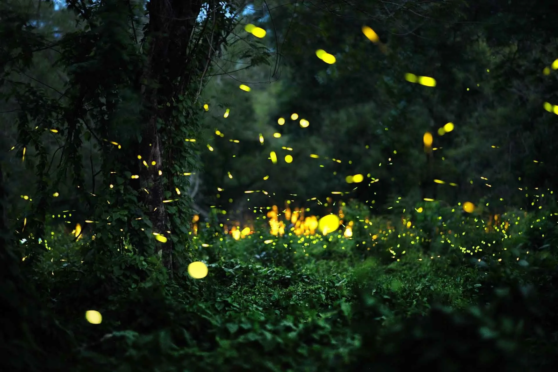 Luciernagas brillando en un bosque oscuro.