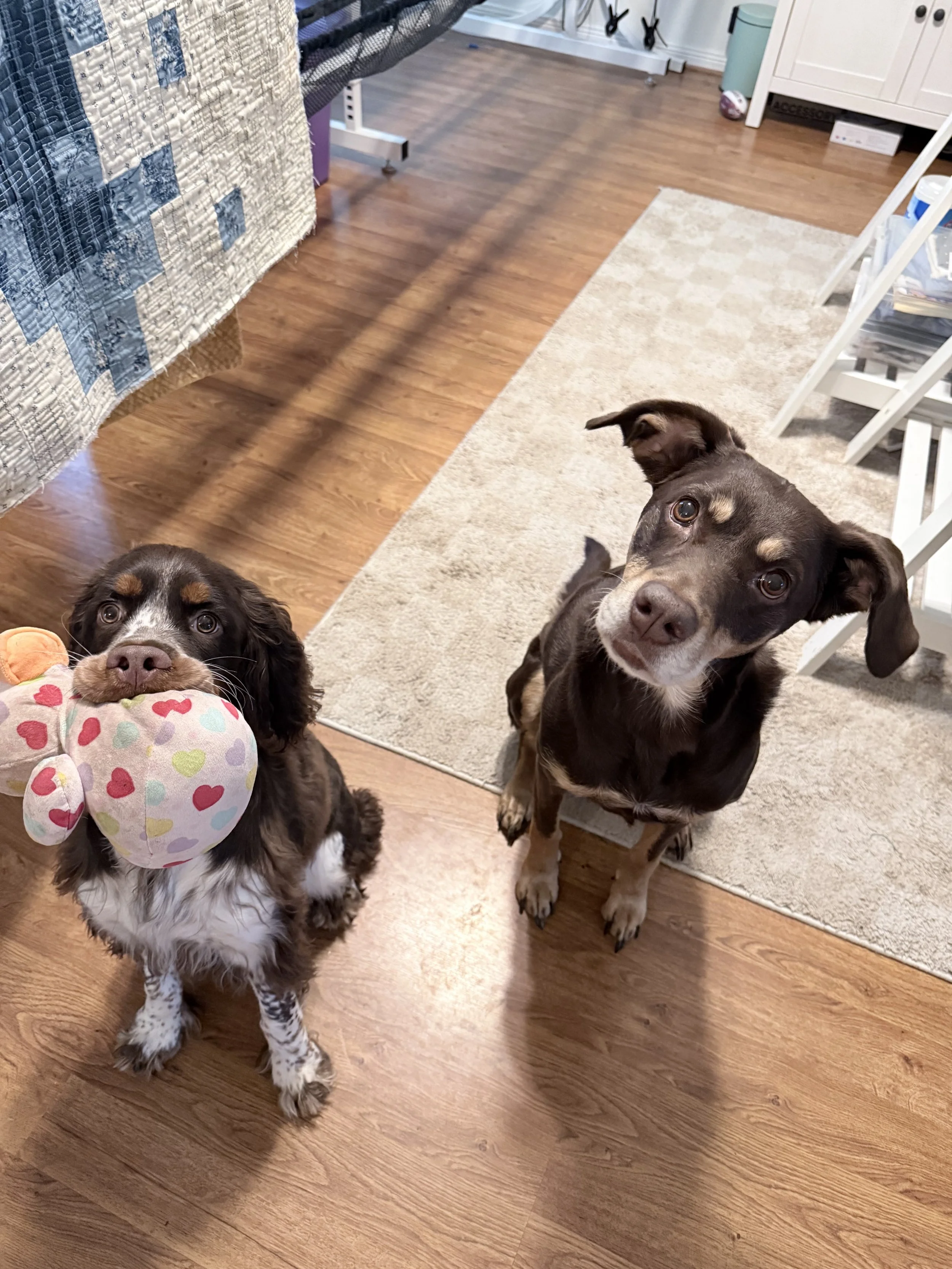 Two dogs standing inside a room with hardwood floor. One dog with a flower print plush toy in its mouth, the other dog with a black coat and tan markings looking at the camera.