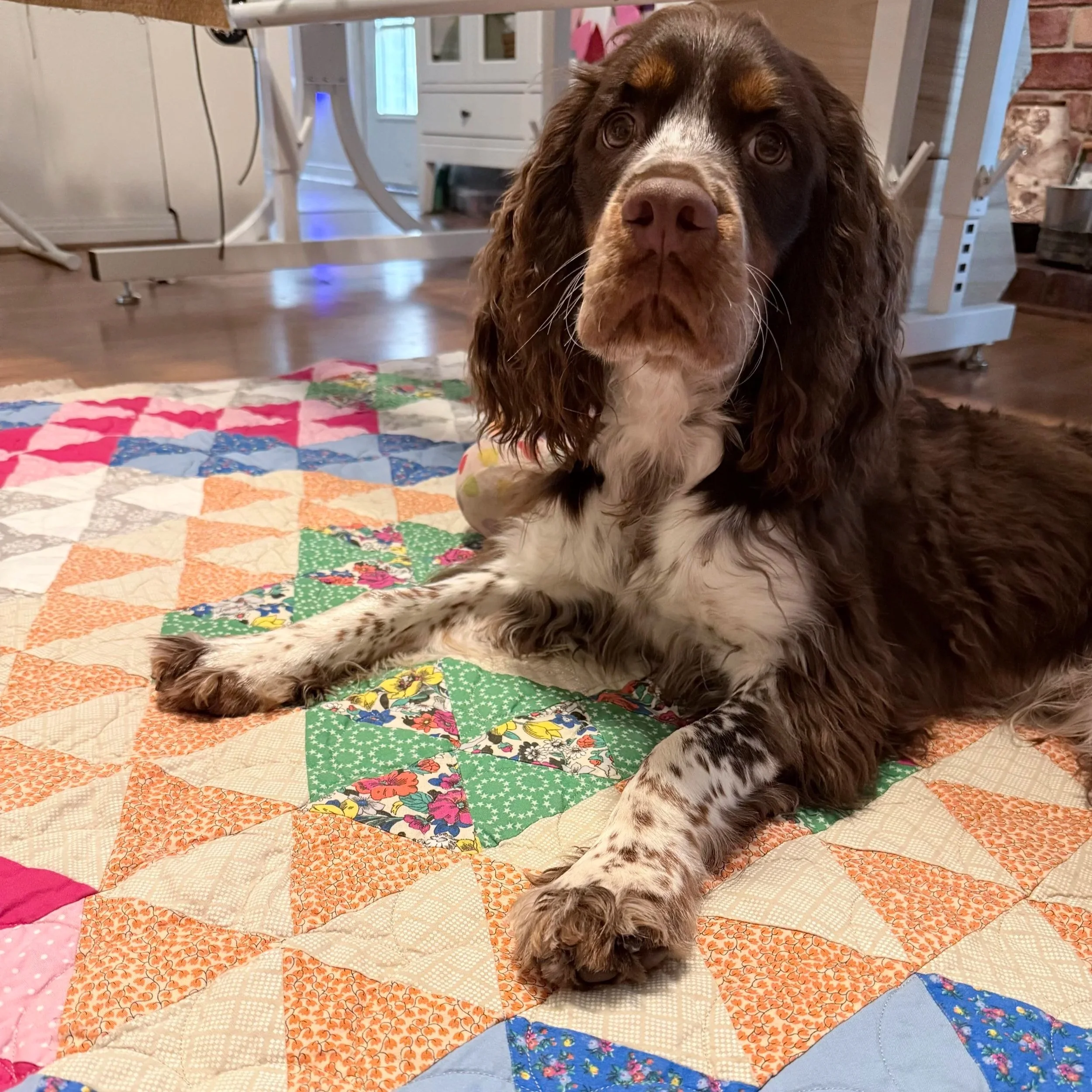 Close-up of a brown and white dog with long, wavy fur lying on a colorful quilted blanket indoors. The background shows a white table, a chair, and a white cabinet with glass doors.