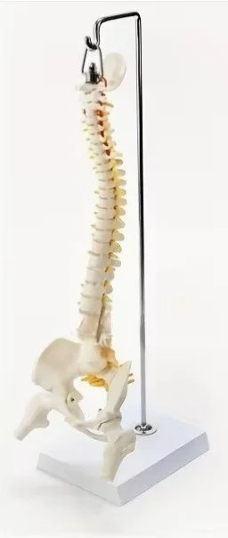 Colonne Vertébrale Squelette Humain