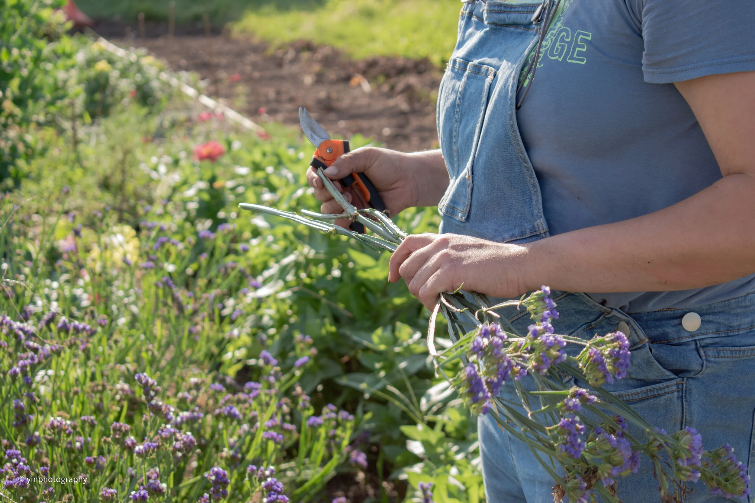 Flower farmer harvesting statice flowers in her field