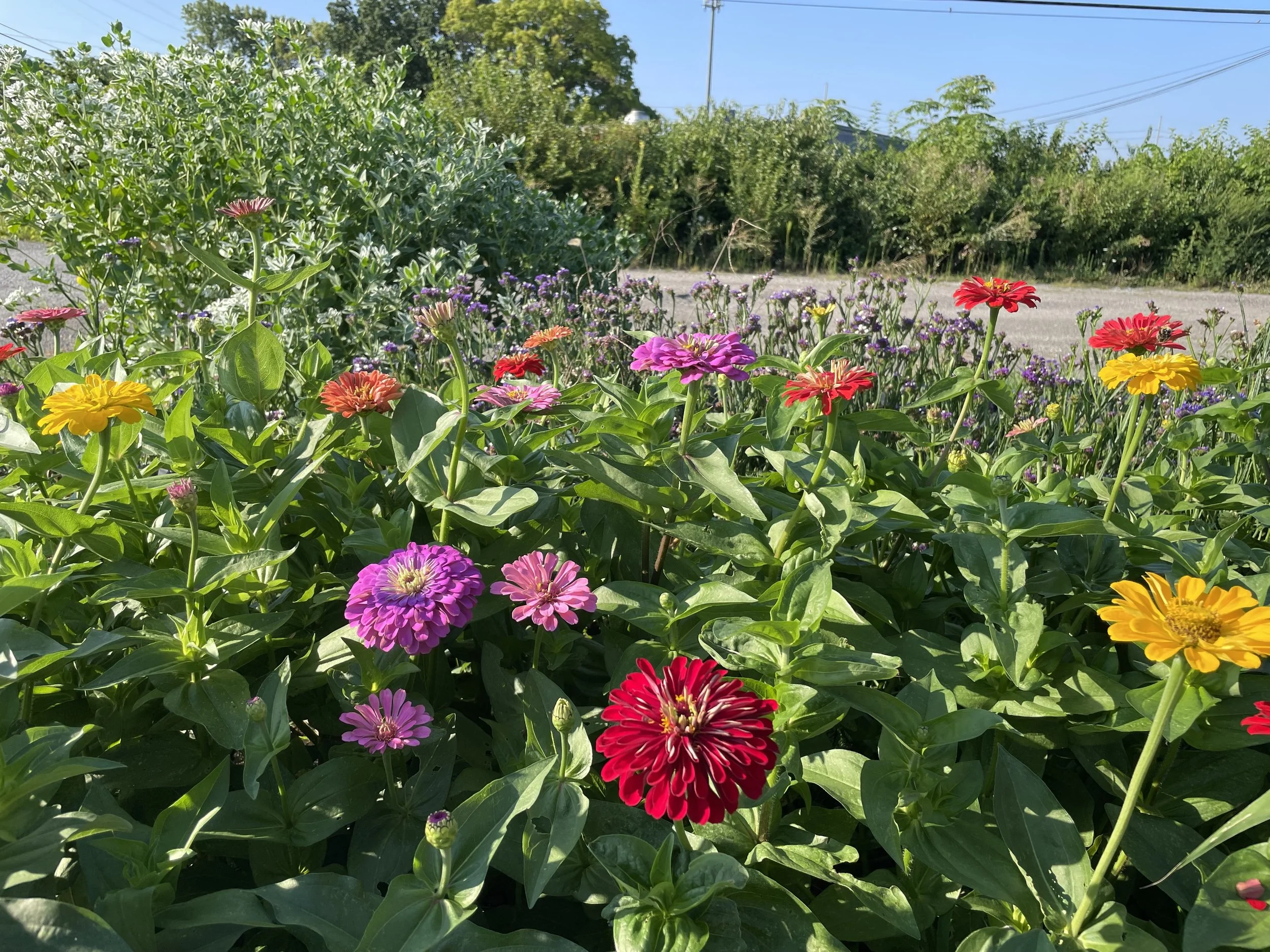Summer Cutting Garden