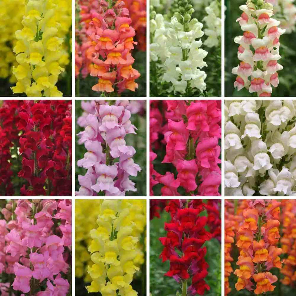 Snapdragon-potomac-mix.webp