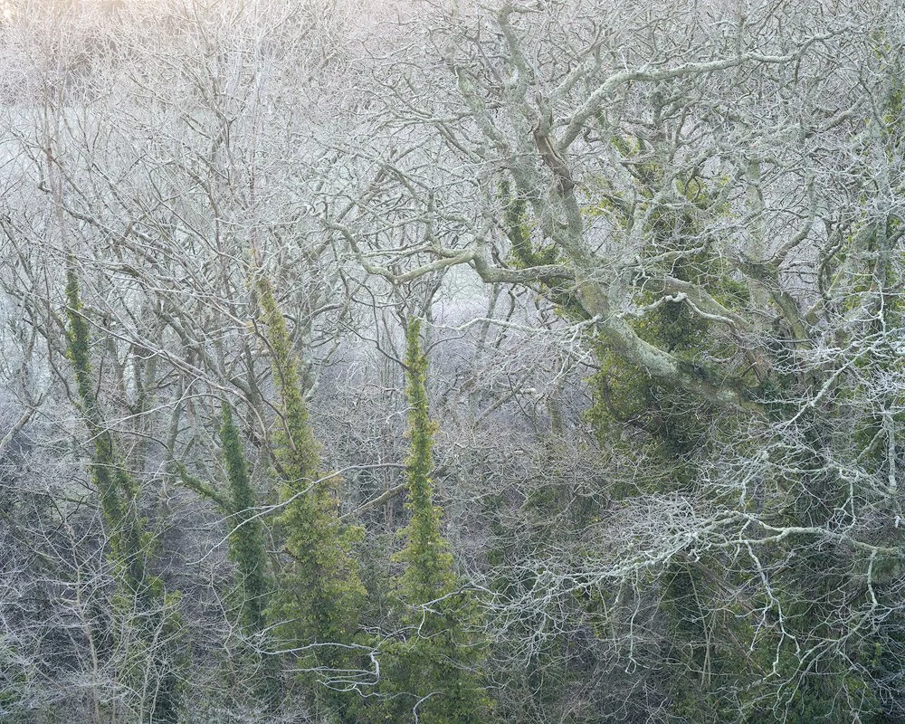First light on a frosty section of woodland. 