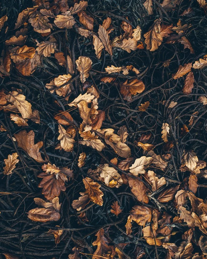 Dried oak leaves washed by the tide form a pleasing arrangement on a bed of seaweed.