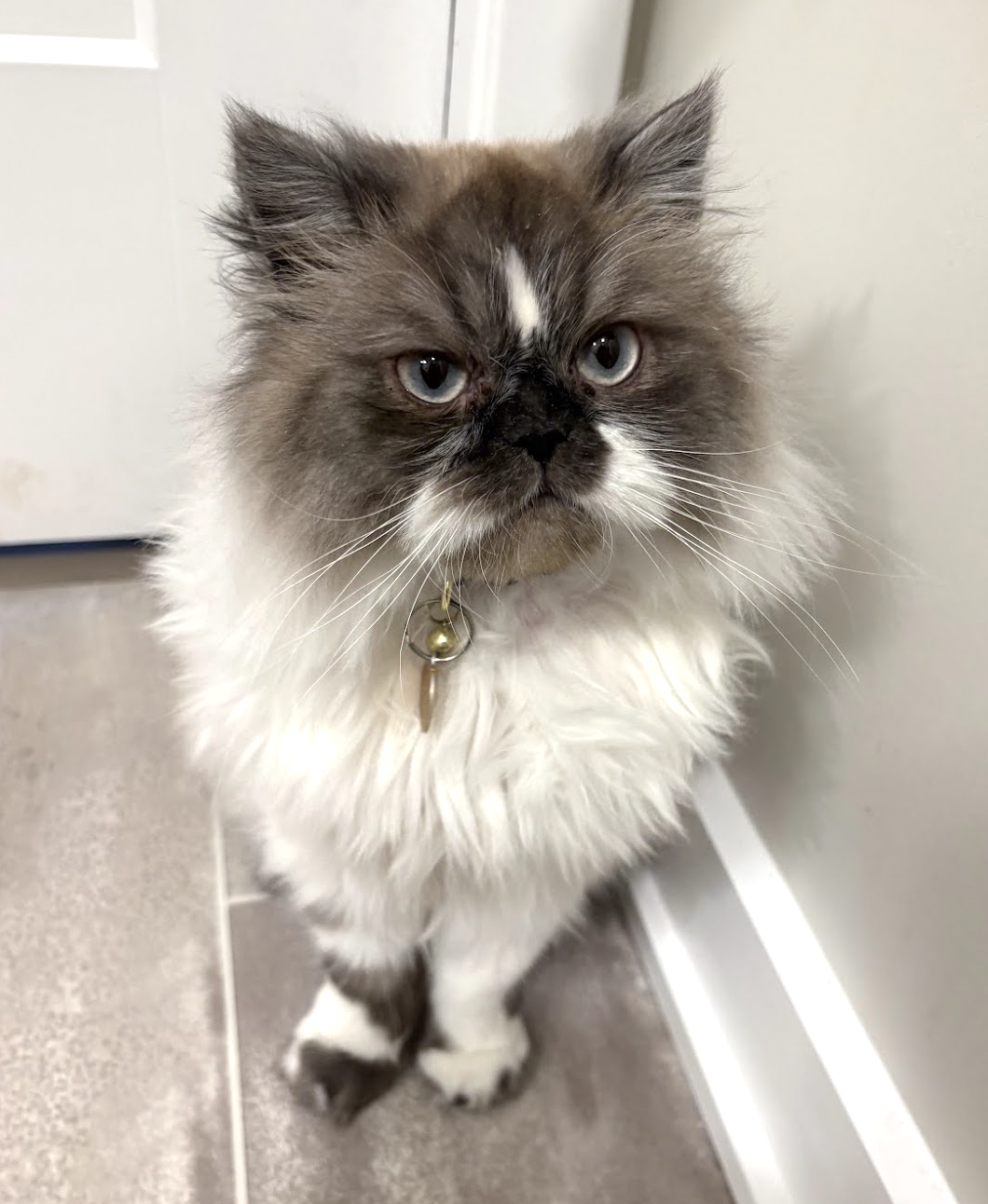 Screenshot 2026-02-18 at 9.11.03 PM.png