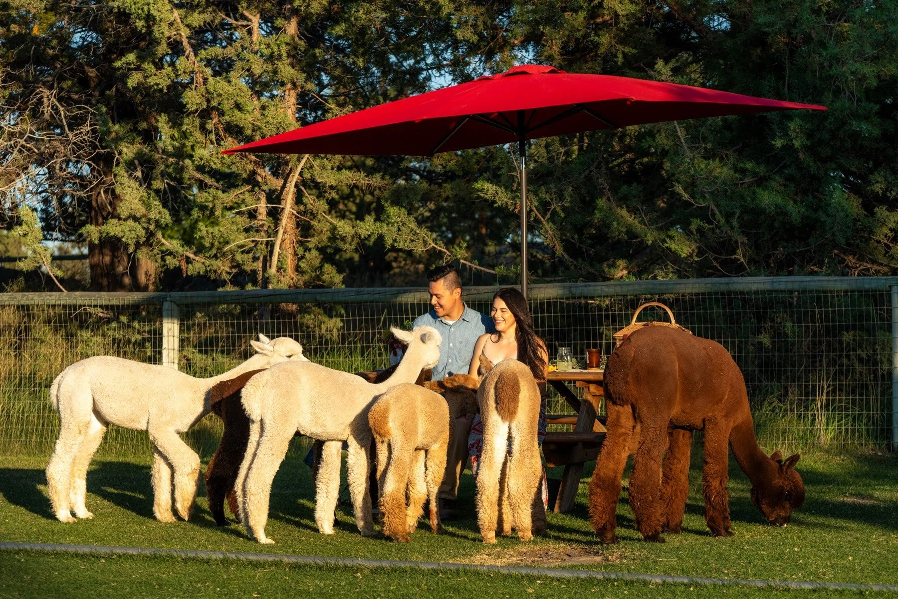 109_Alpaca Picnics_Bend Oregon_Airbnb Experiences_1800px-webres.jpg