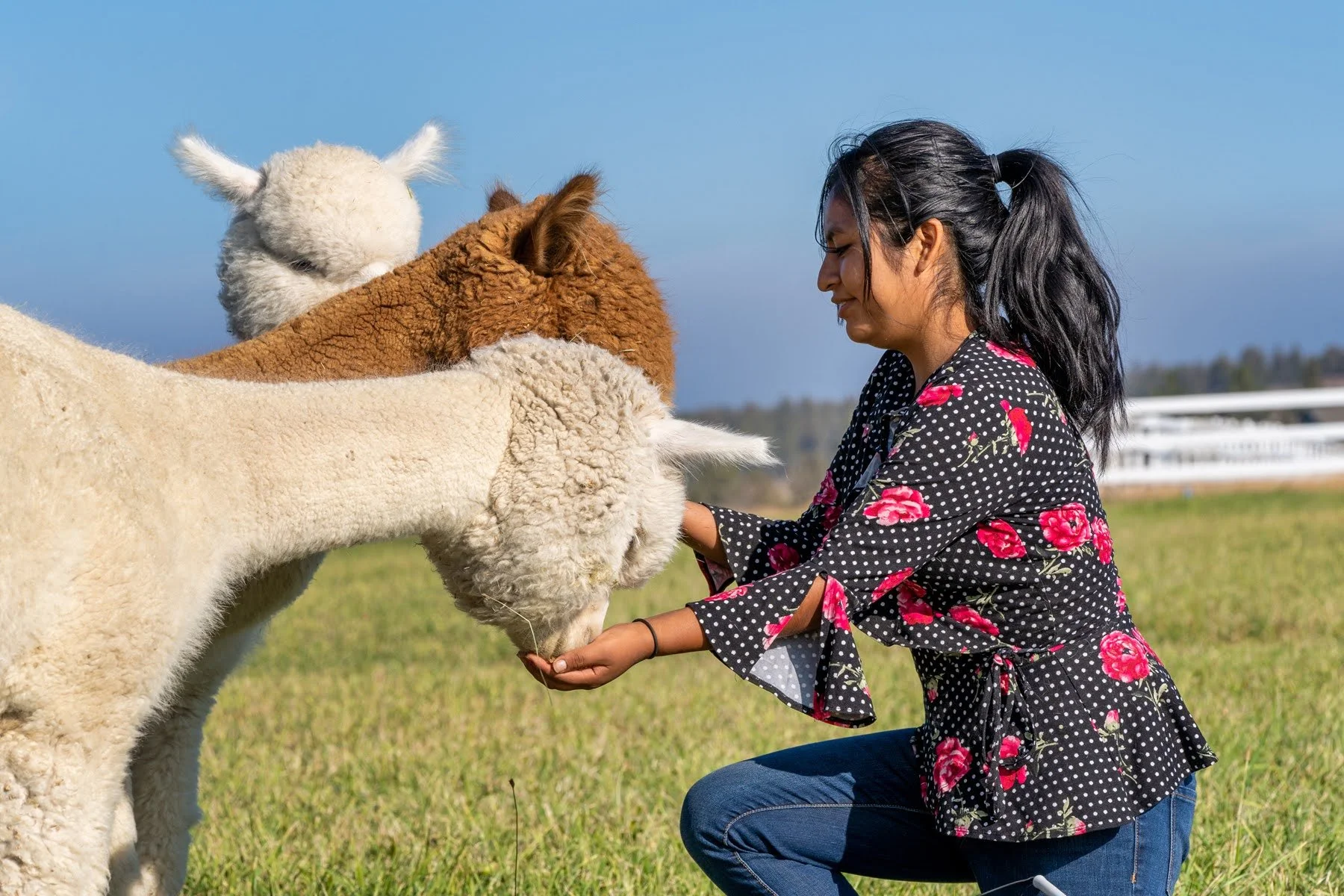 304_Alpaca by Design_Alpaca Products_Alpaca Picnics_Peru_Andes_Bend Oregon_Alpaca Experiences_ (1).jpg