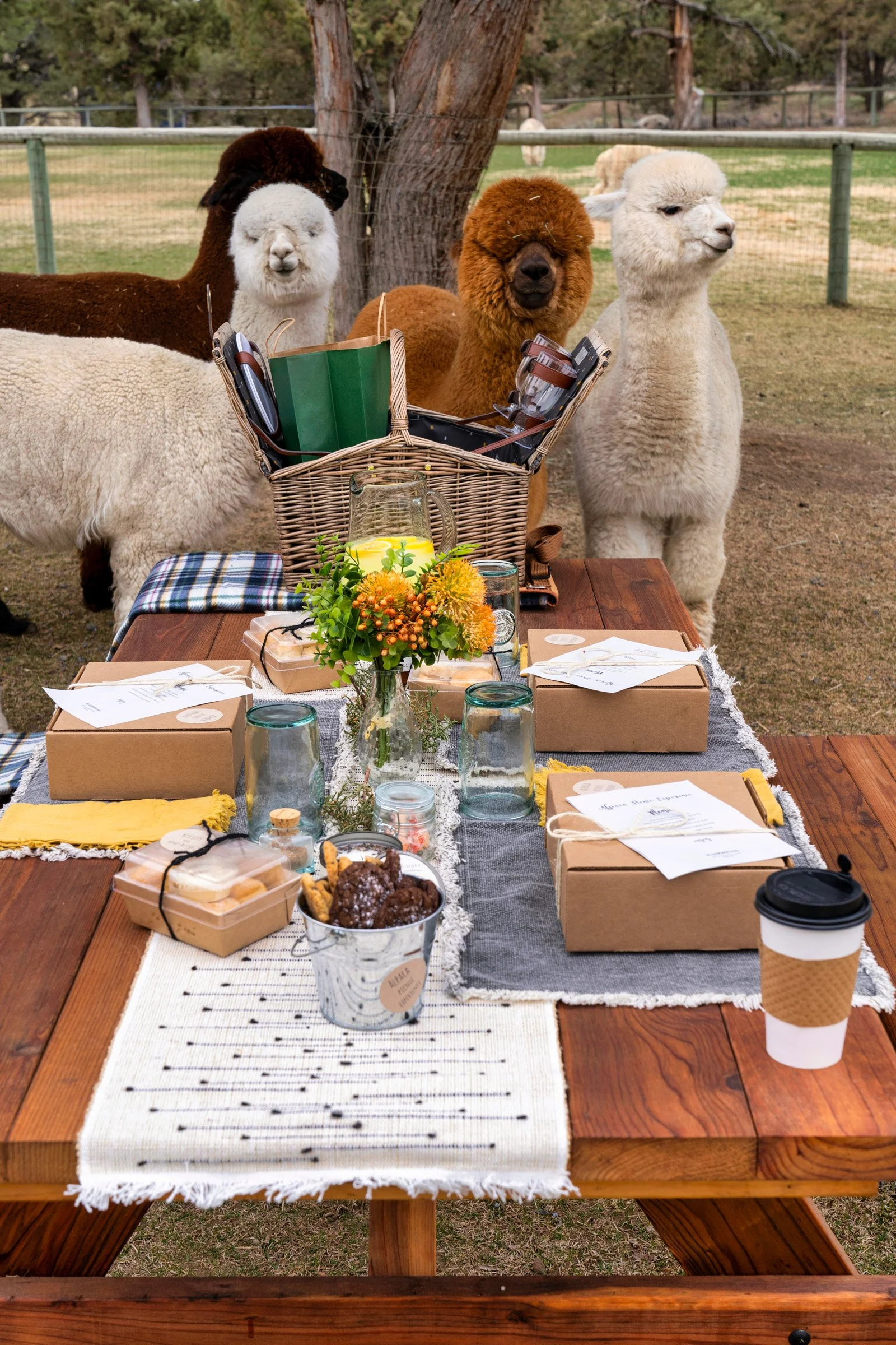 117_Alpaca by Design_Alpaca Products_Alpaca Picnics_Peru_Andes_Bend Oregon_Alpaca Experiences_ (1).jpg