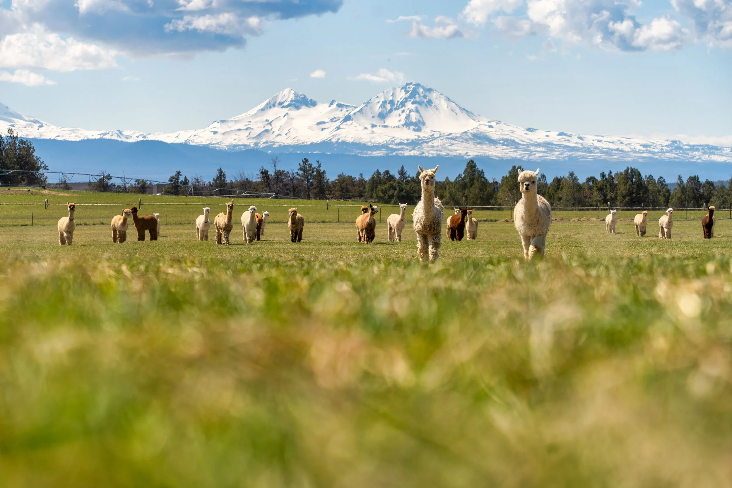 124_The Original Alpaca Picnic Experience_Paca Picnics_Original Alpaca Experiences_Photography by Wasim Muklashy_3600px-hires.jpg