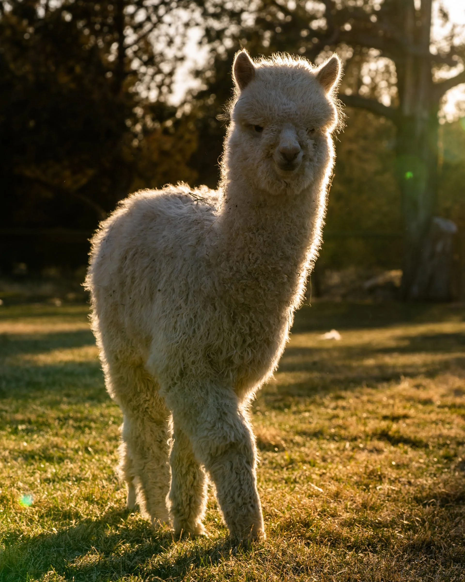 227_Alpaca by Design_Alpaca Products_Alpaca Picnics_Peru_Andes_Bend Oregon_Alpaca Experiences_ (1).jpg