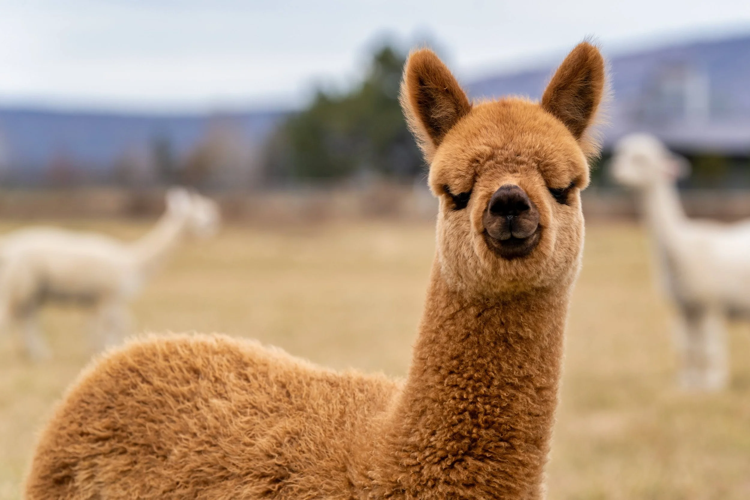 012_Alpaca by Design_Alpaca Products_Alpaca Picnics_Peru_Andes_Bend Oregon_Alpaca Experiences_.jpg