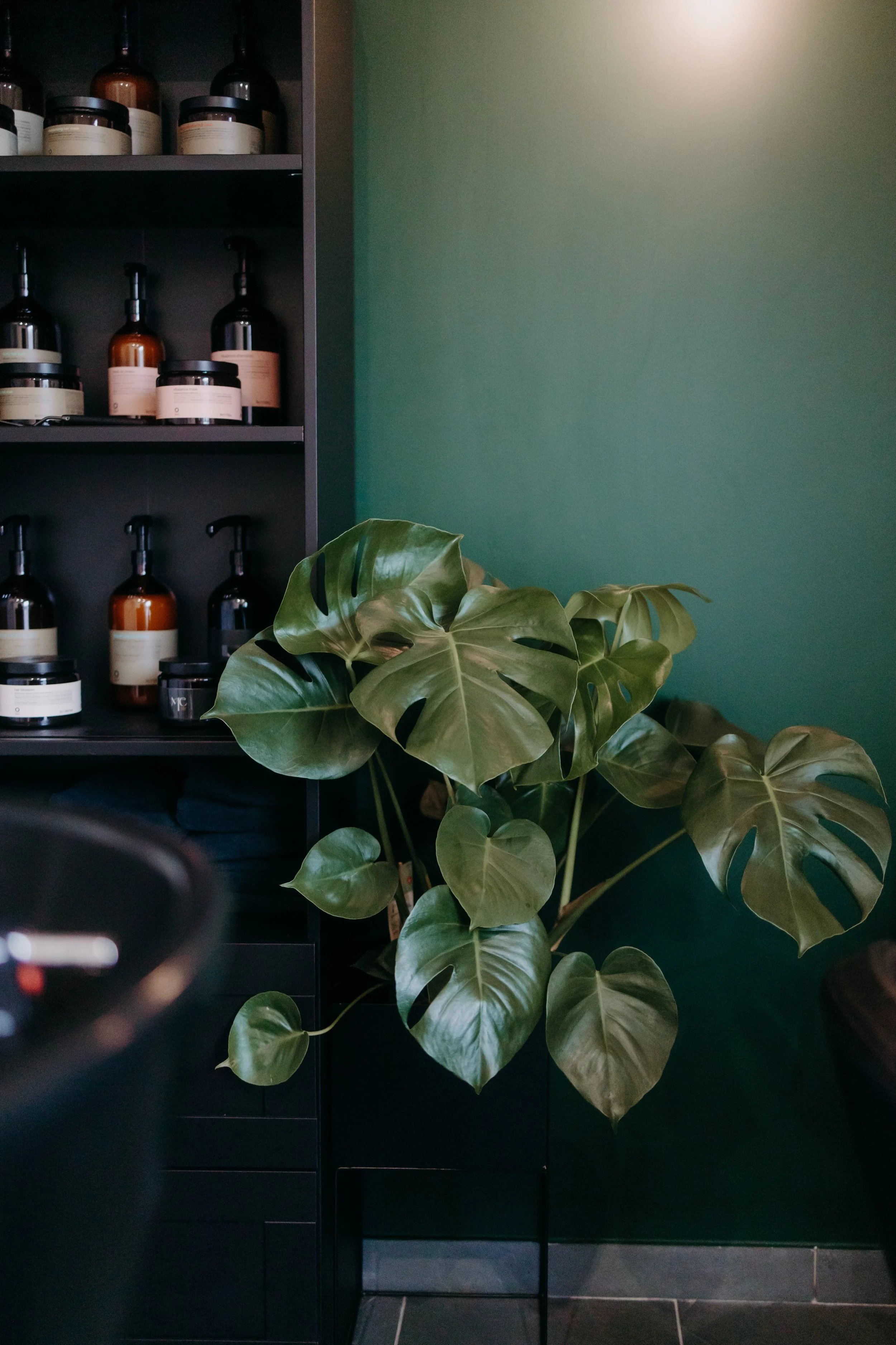 Plante verte sur une étagère noire dans une pièce avec mur vert foncé, bouteilles et pots sur une étagère à gauche.