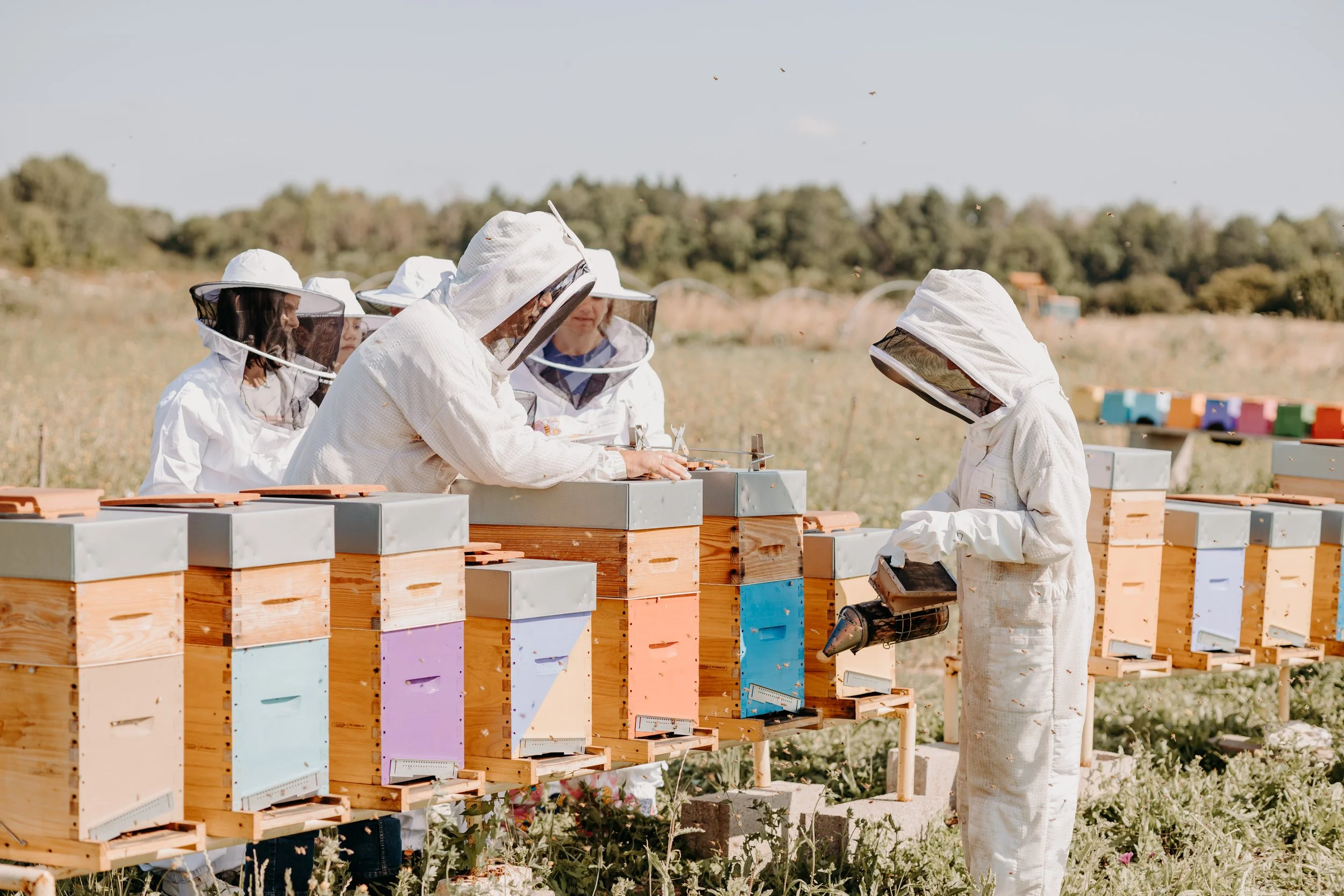 Groupe de personnes en combinaisons et chapeaux de protection autour de ruches colorées dans un champ en plein air.