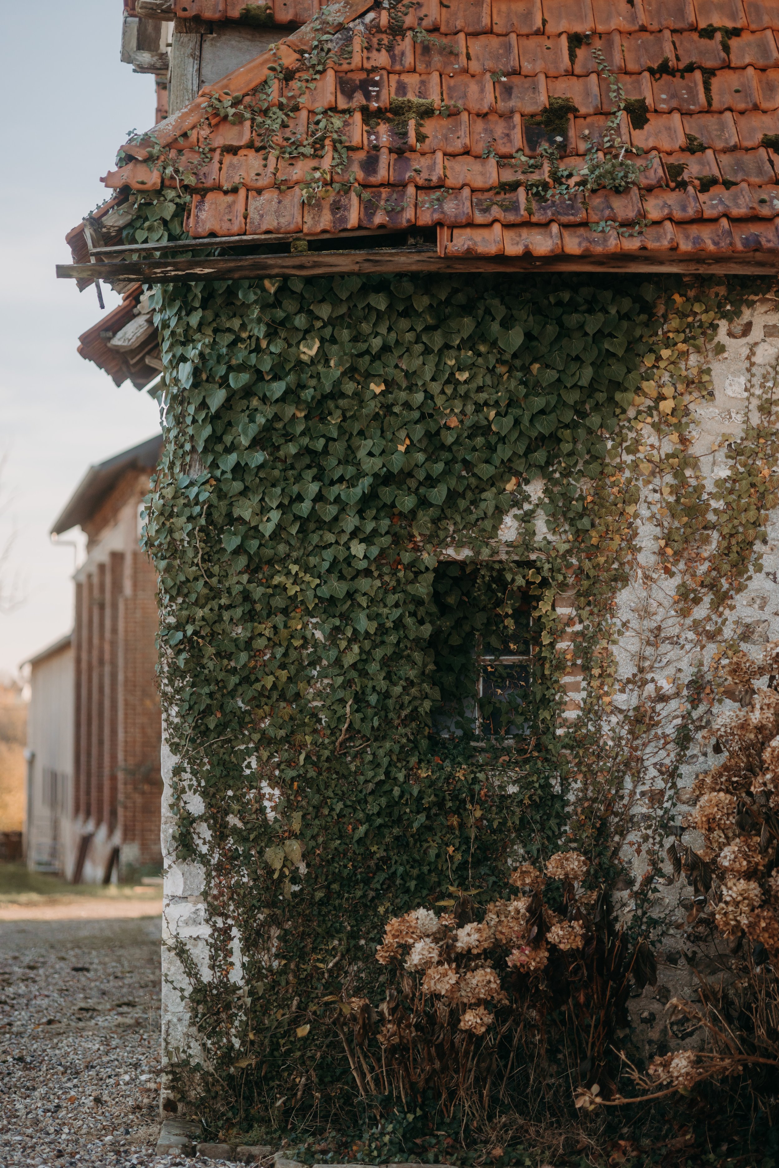 Façade d'une vieille maison en pierre avec des volets, recouverte de plantes grimpantes et de mousse, avec un toit en tuiles rouges.