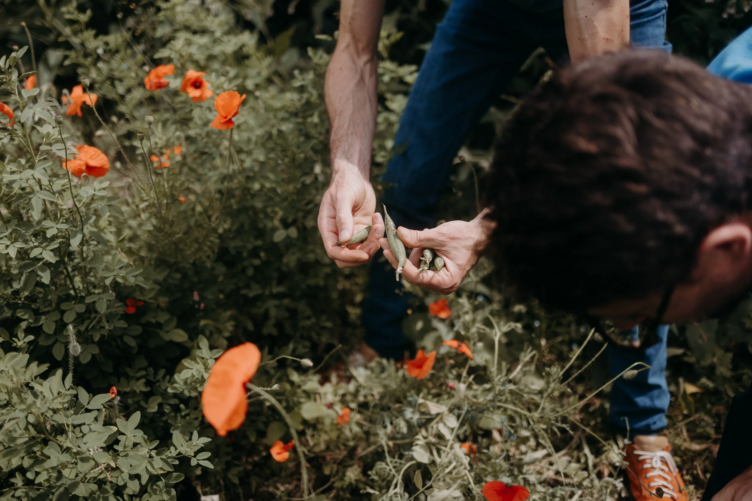 Deux personnes récoltent des fleurs ou des graines dans un jardin ou un champs avec des fleurs orange.