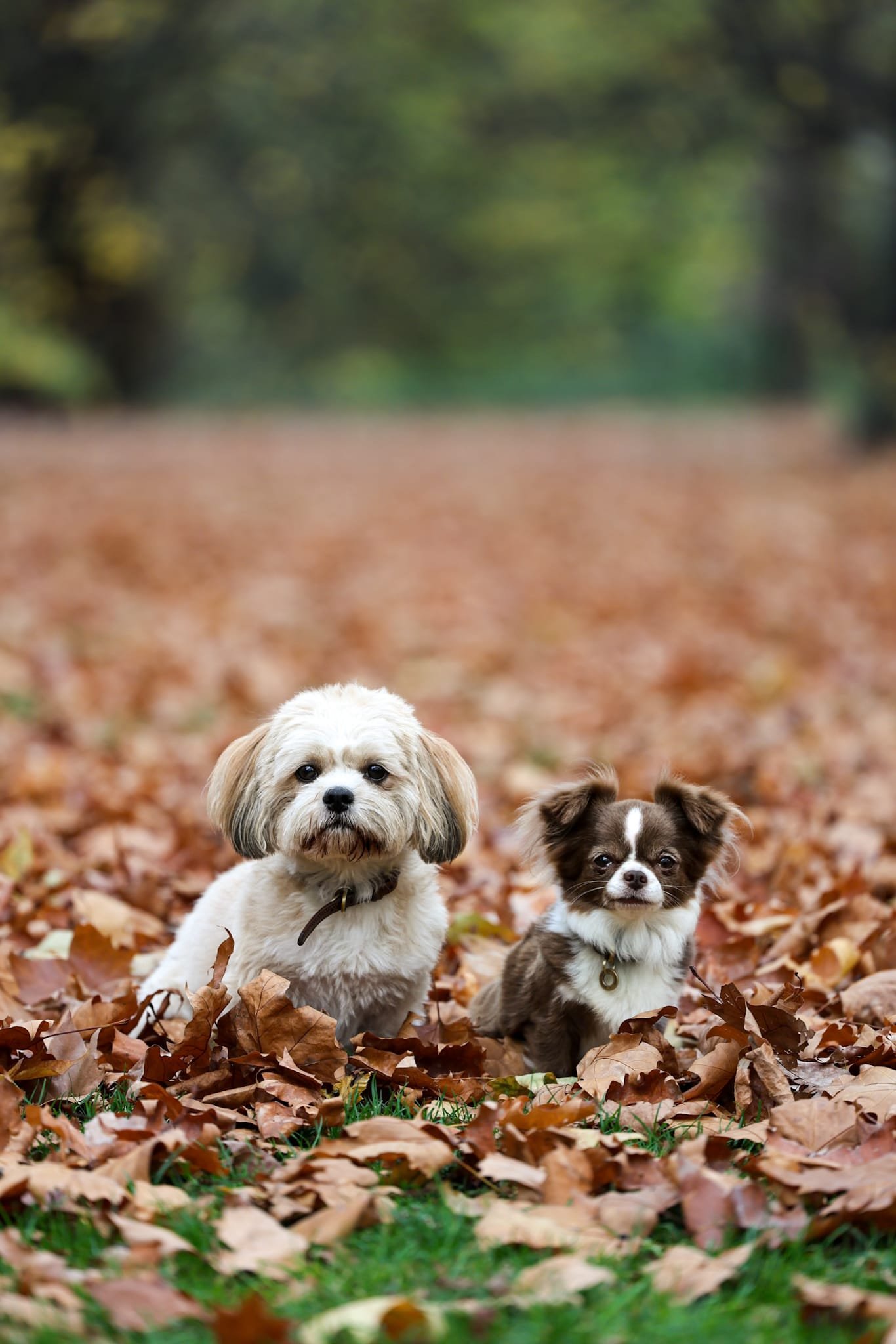 Pre-membership/school Assessment