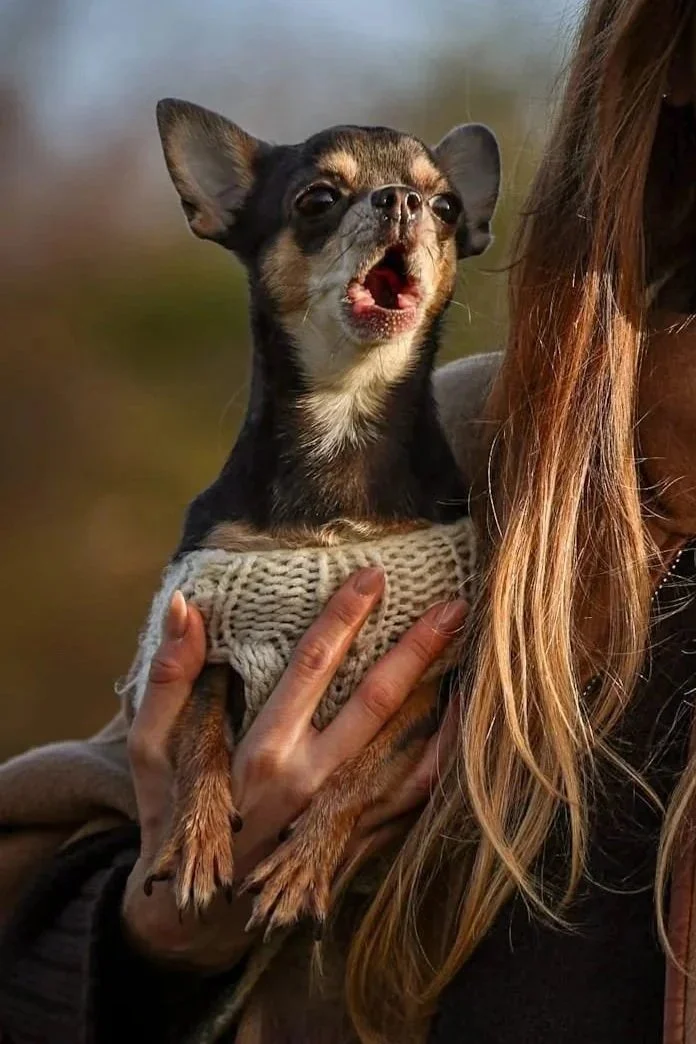 The Little Dog School