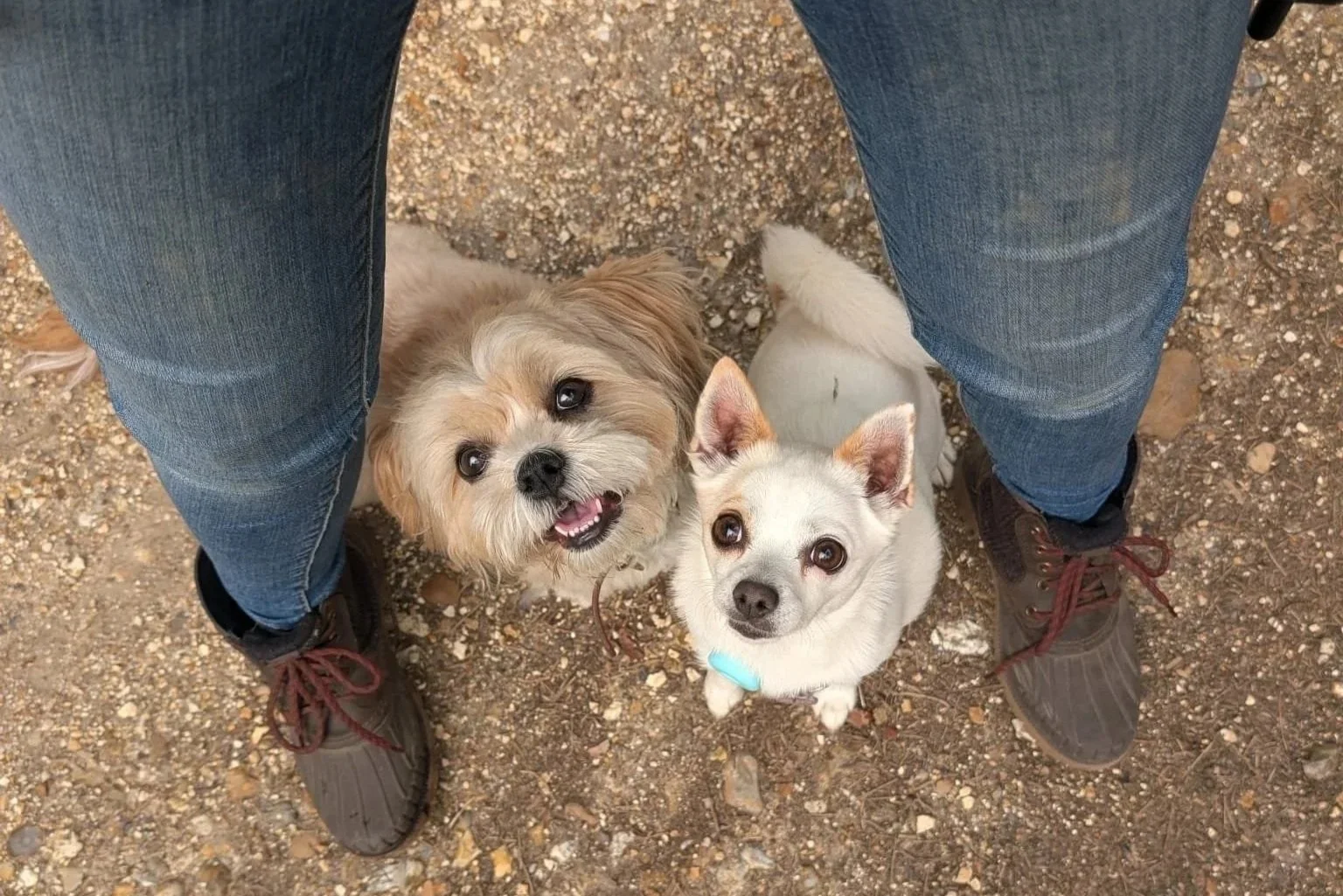 Two dogs are sitting between a human's legs looking up at her.
