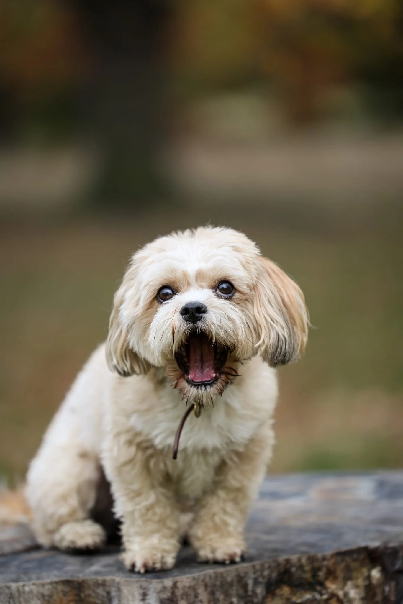 A blonde fluffy little dog yawning.