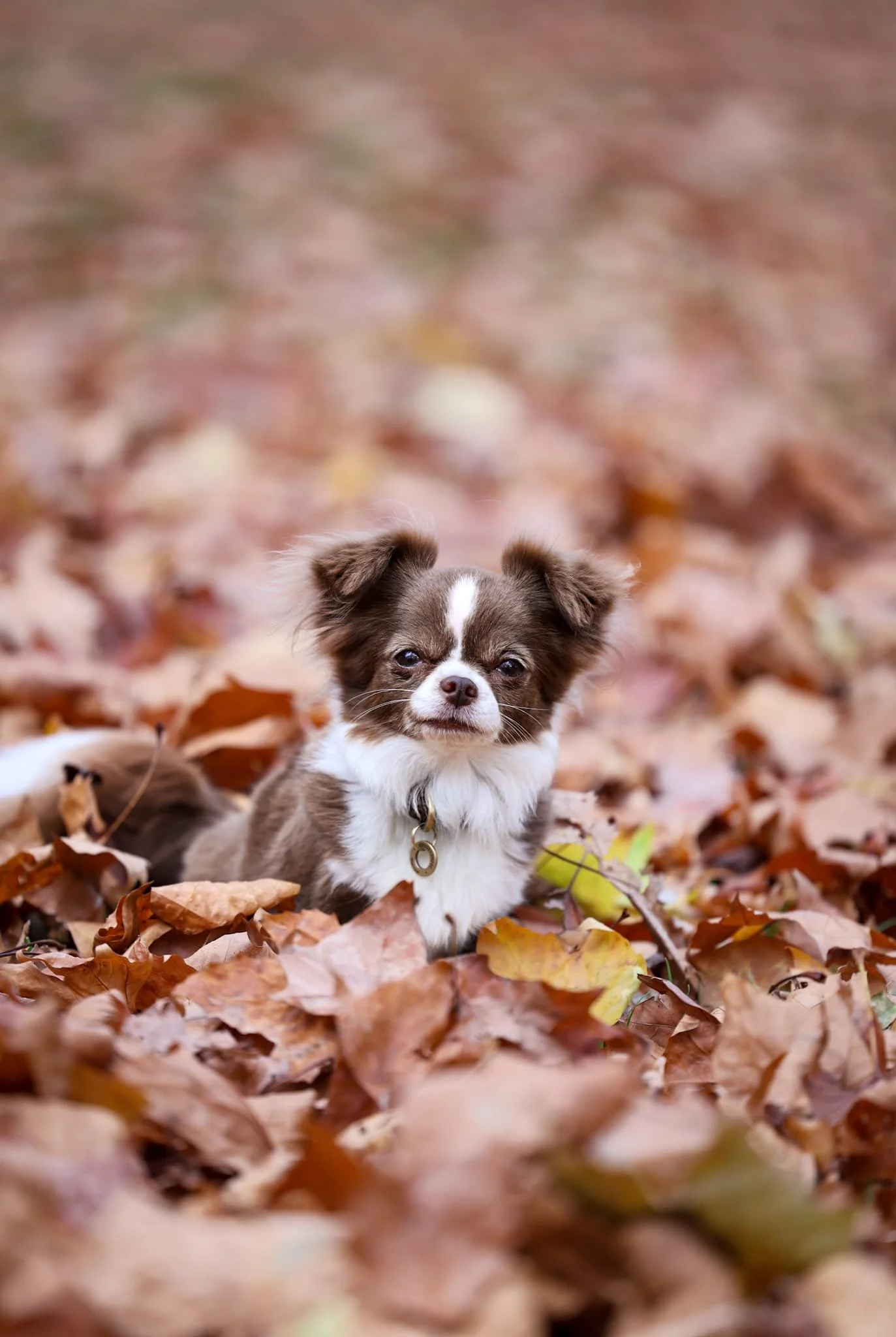 A floppy-eared chihuahua sitting in autumn leaves looking at the camera