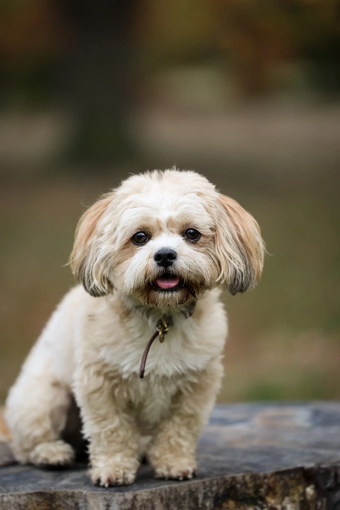 A small blonde fluffy dog looking at the camera