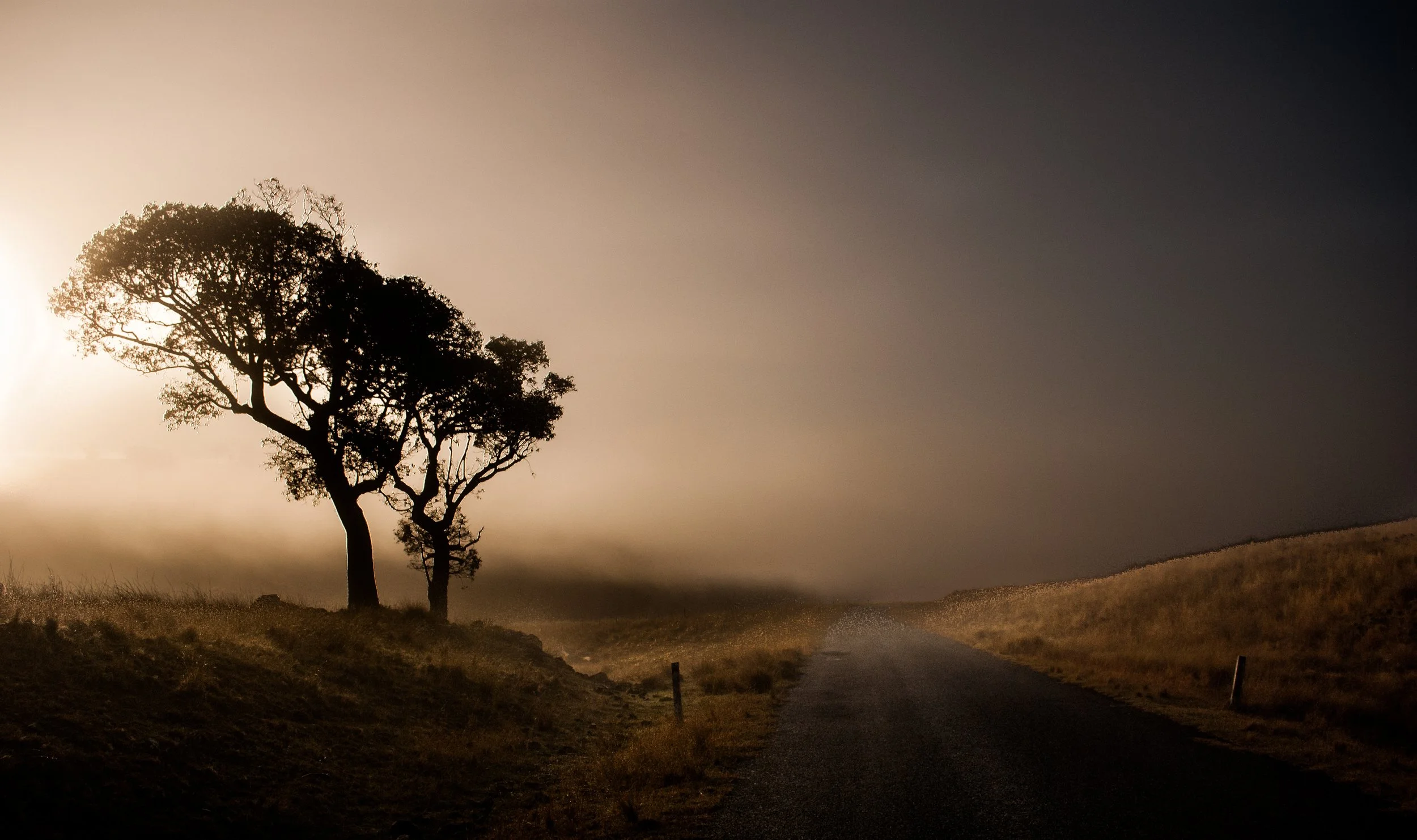 A solitary tree with a twisted trunk stands beside a rural road on a foggy landscape, with a dark sky overhead