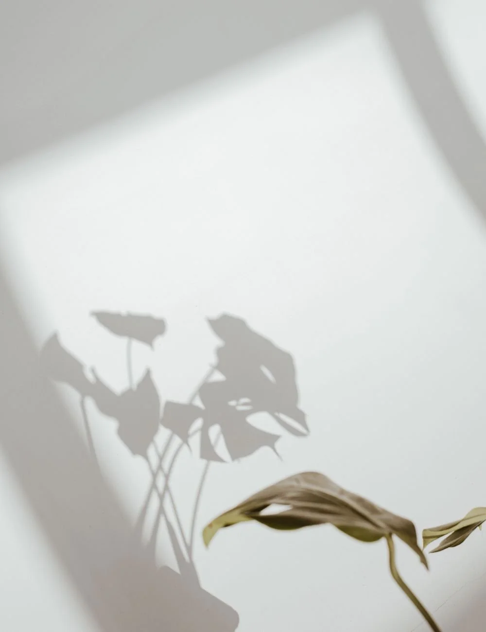 Shadow of a plant with large leaves cast on a light gray wall.