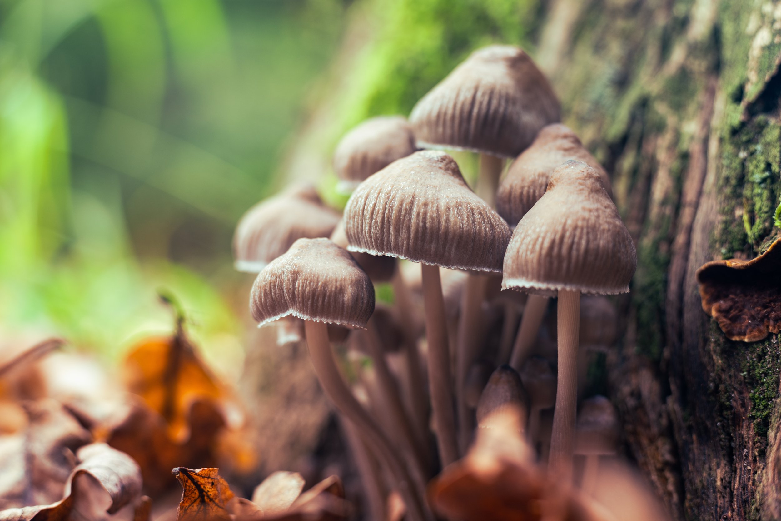 Cluster of brown mushrooms growing on a wooden surface in a forest setting