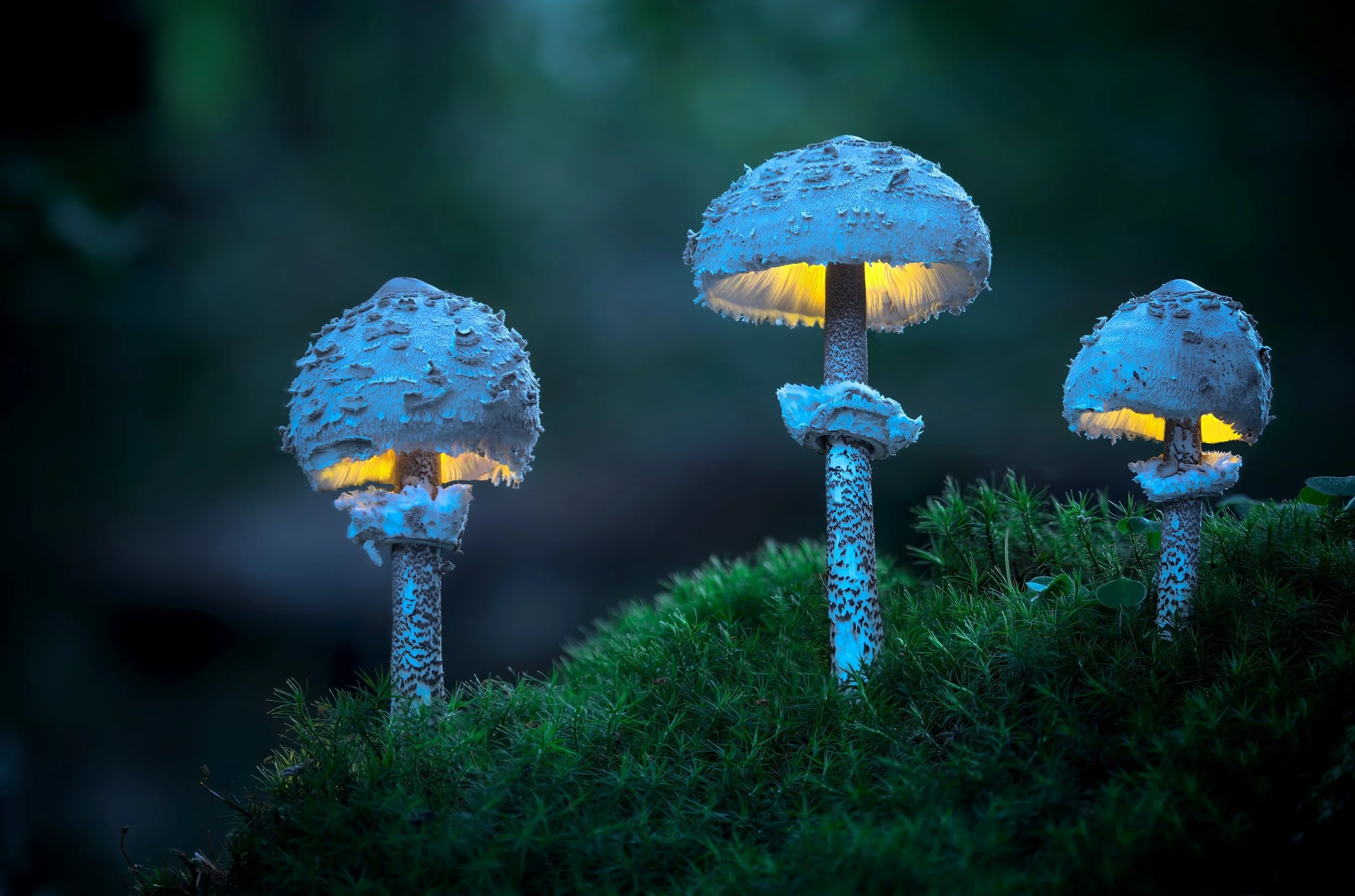 Three glowing forest mushrooms with white caps and spotted stems, illuminating a dark, green mossy area.