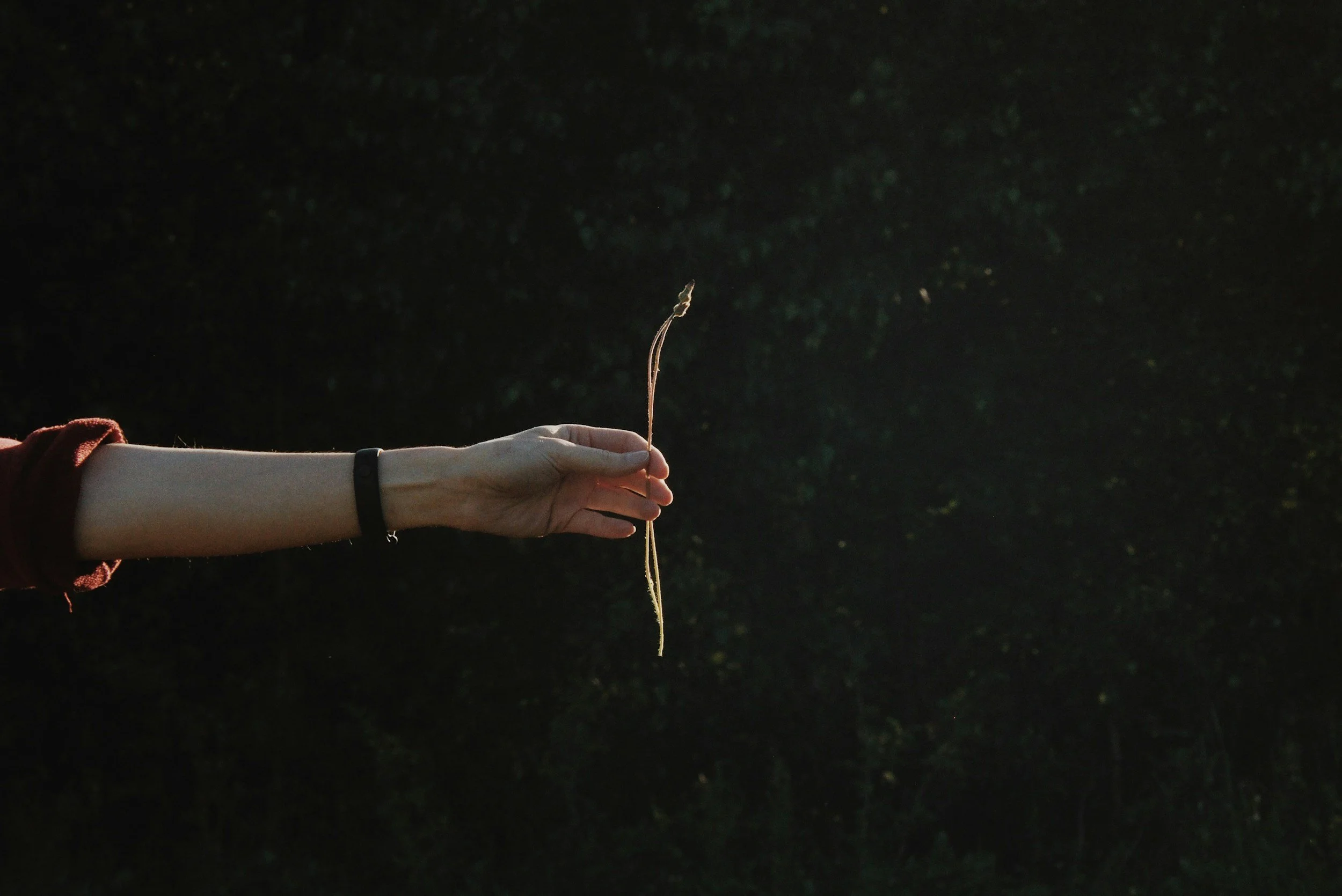 A person holding a small plant seedling by the stem in their hand, with a dark, blurry background of trees or bushes.
