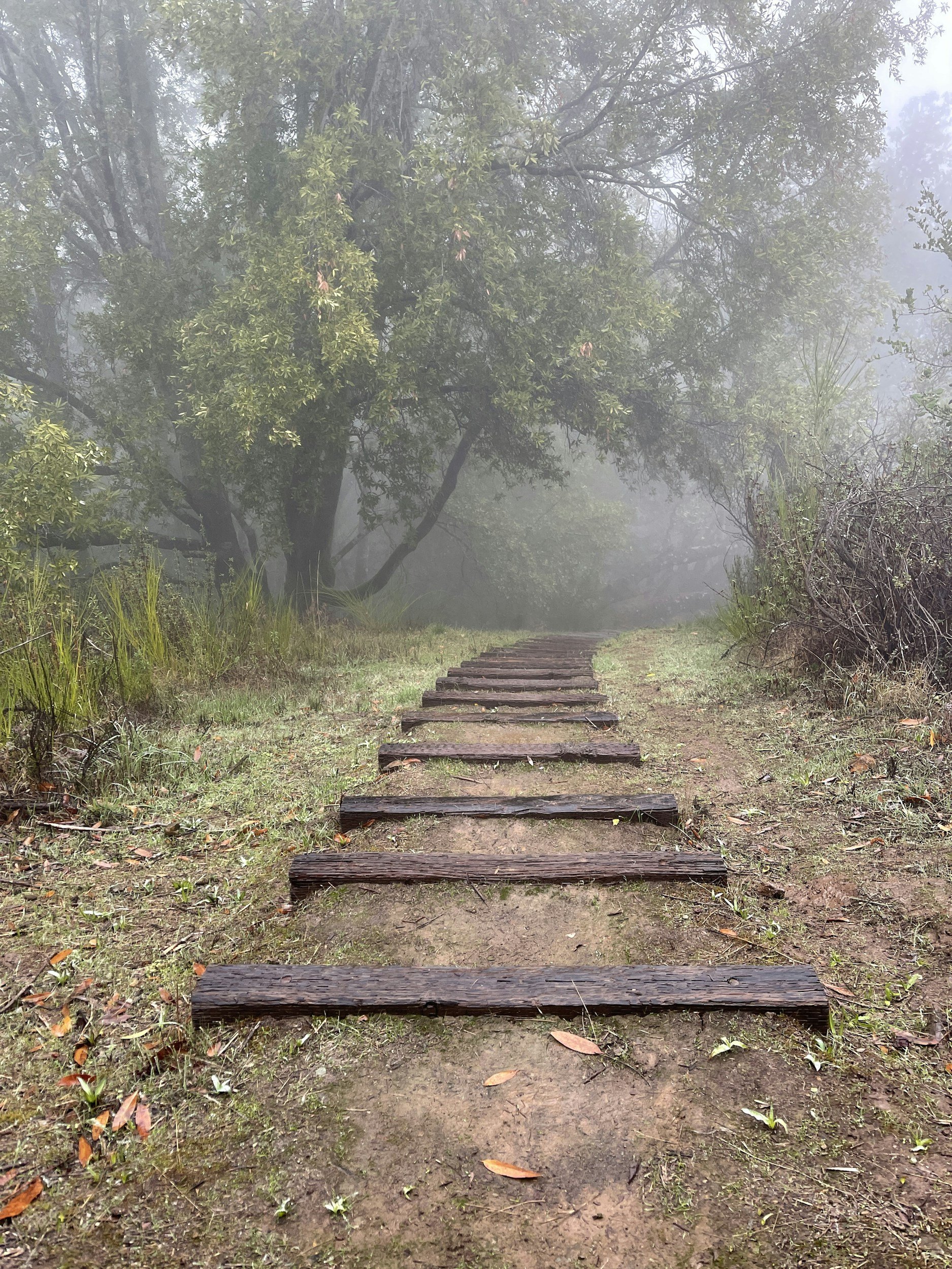 A foggy outdoor scene with a wooden pathway leading through a grassy area, surrounded by trees and bushes, with thick fog obscuring the background.