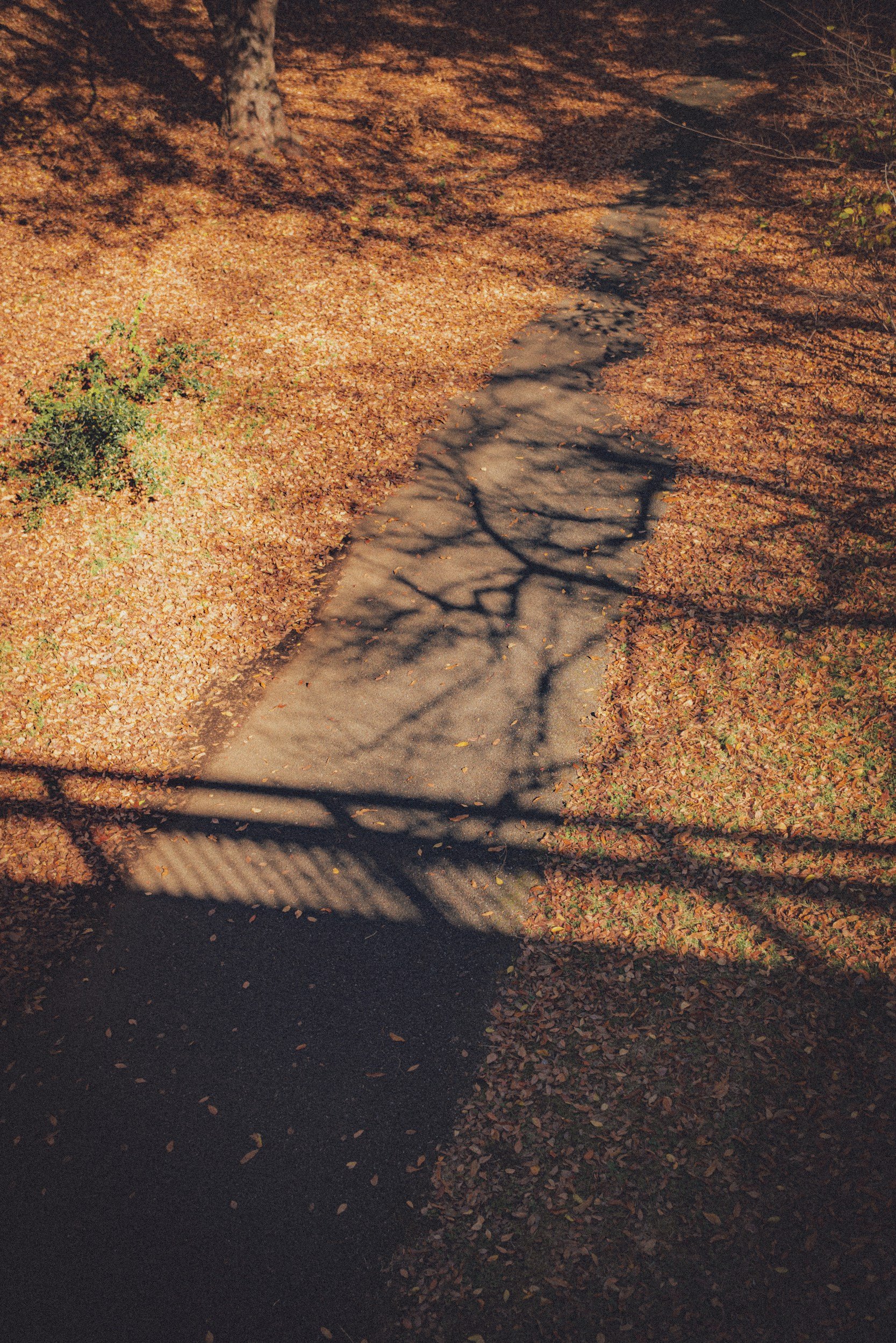Complex PTSD in High-Functioning Adults: The Diagnosis Nobody Saw Because You Kept Performing