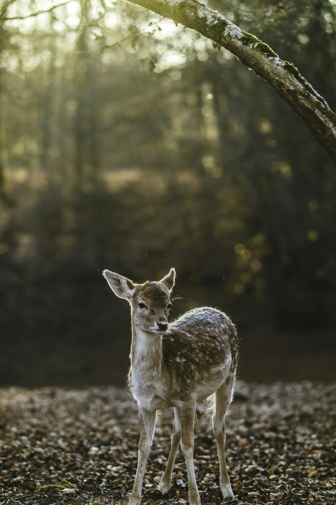 The Fawn Response Built Your Career. 