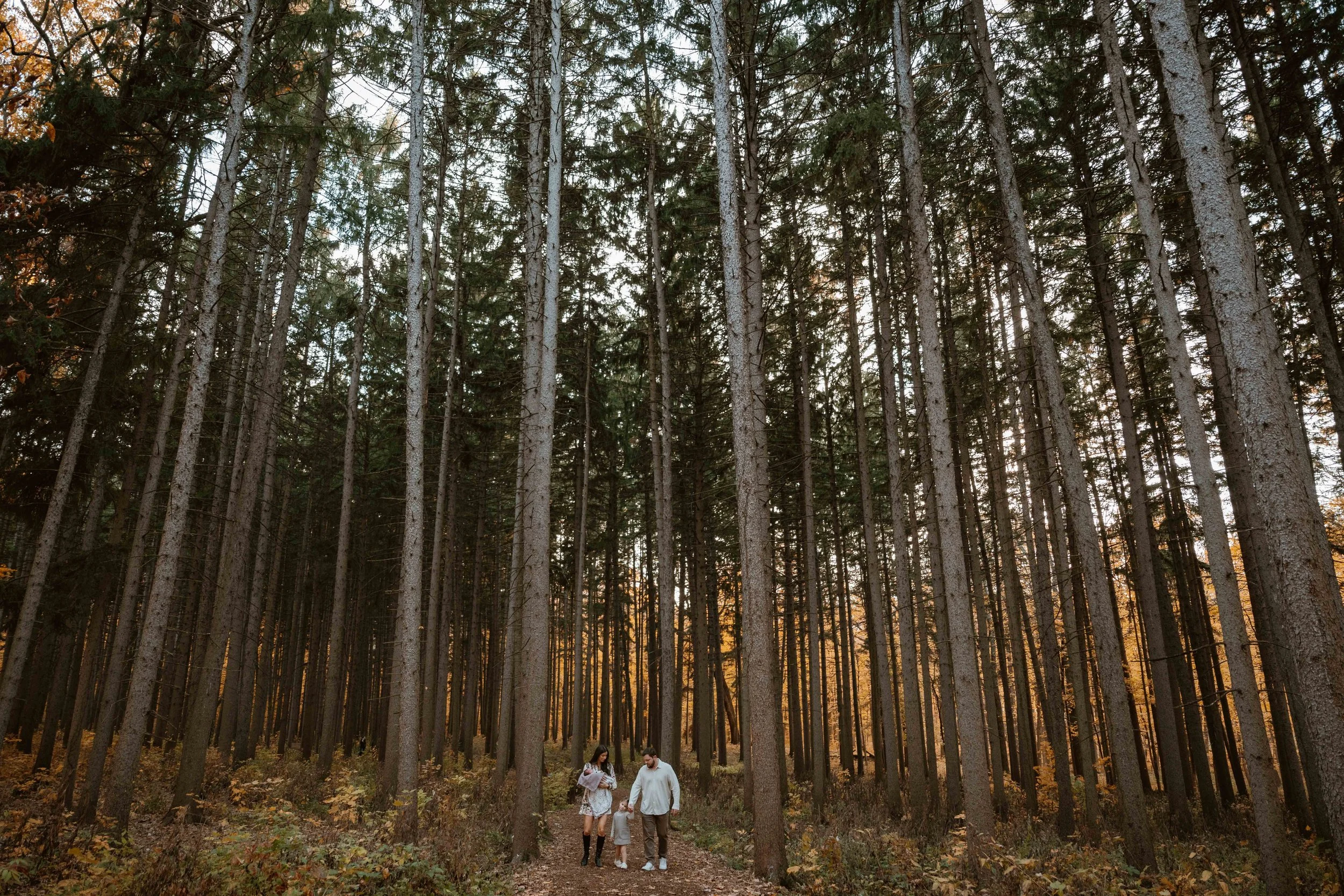 wide shot of family of four walking in the pine trees at Morton Arboretum Lisle IL 