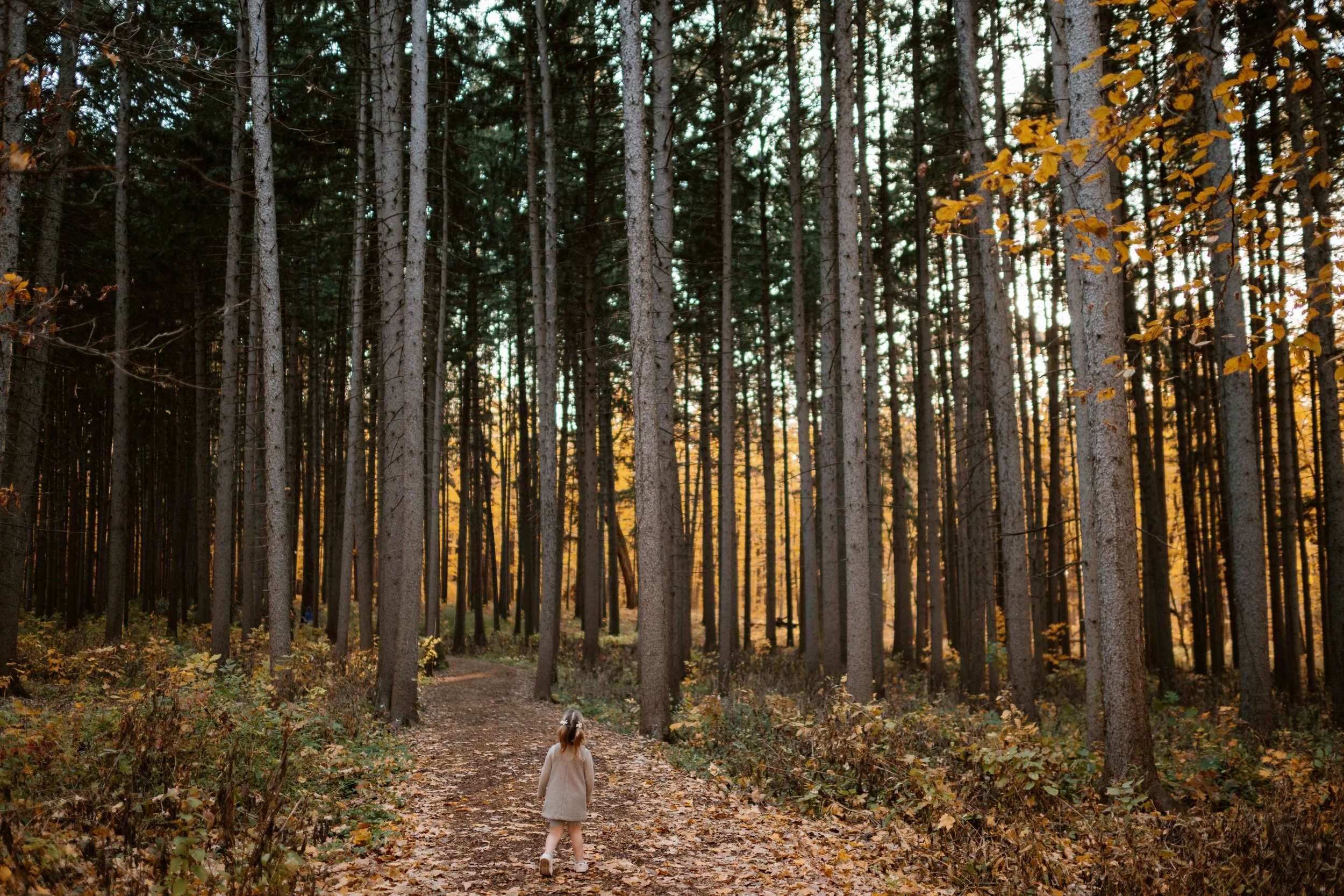 toddler girl in awe of pines at Morton Arboretum Lisle IL 