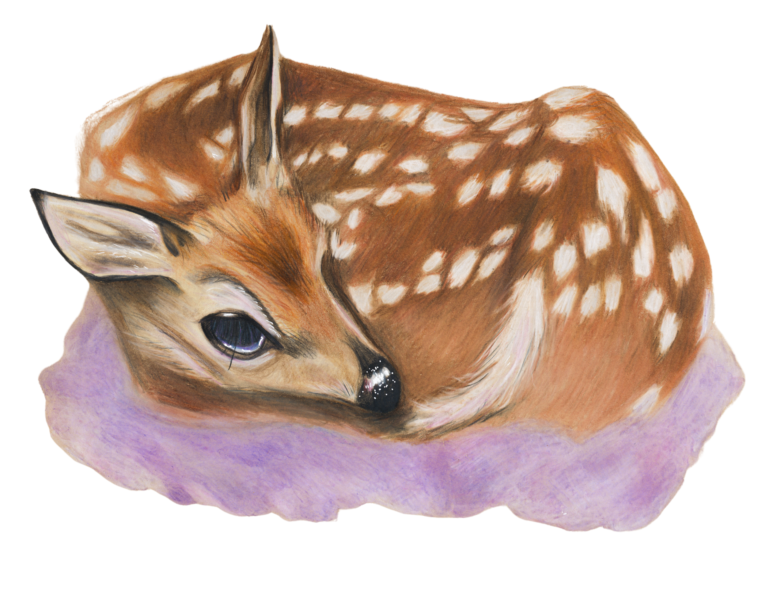 A realistic drawing of a baby deer with orange-brown fur and white spots, lying on a purple cloud.