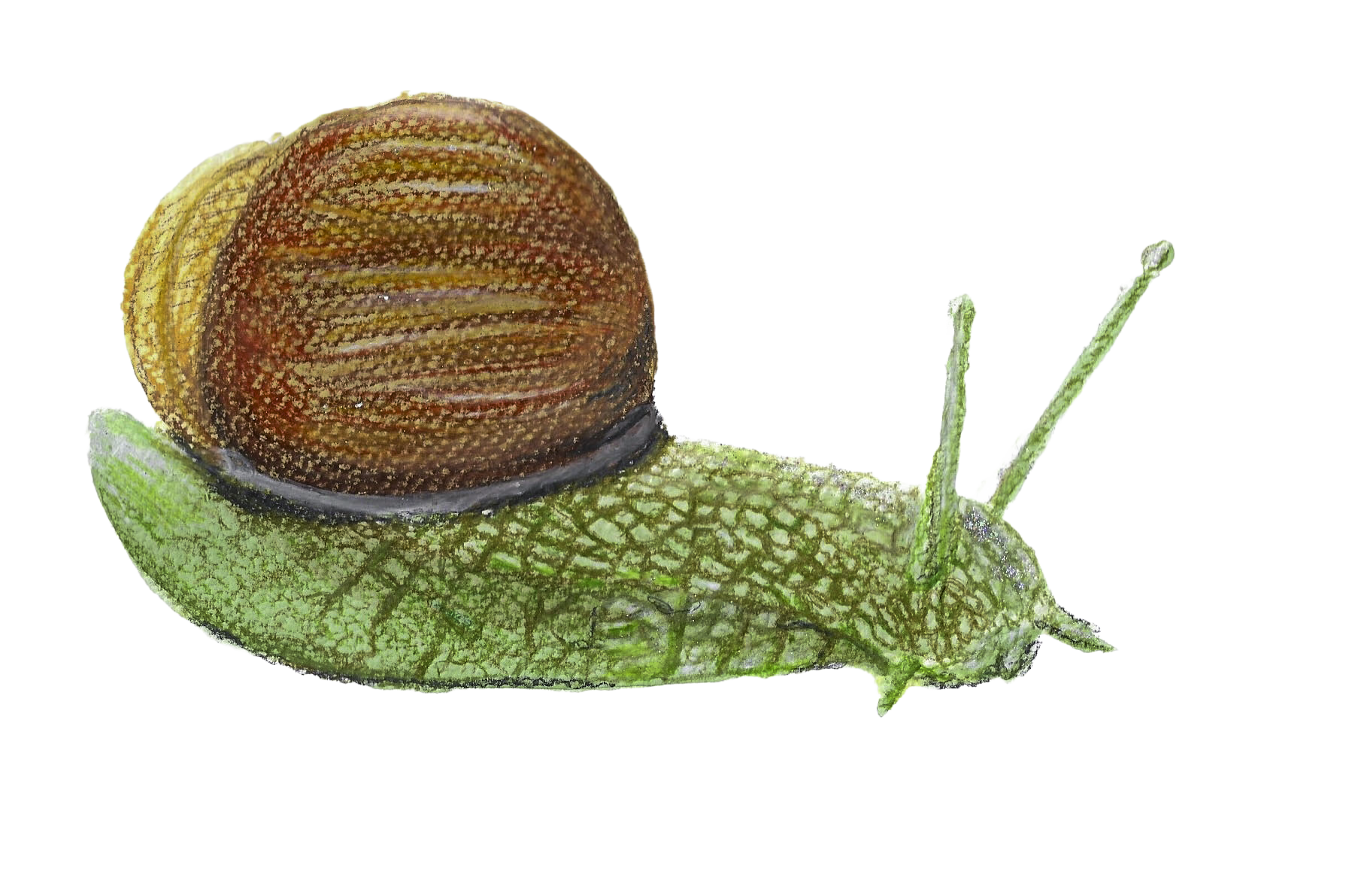 Close-up of a small snail with a dark brown and textured shell, green body, and extended antennae on a light beige surface.