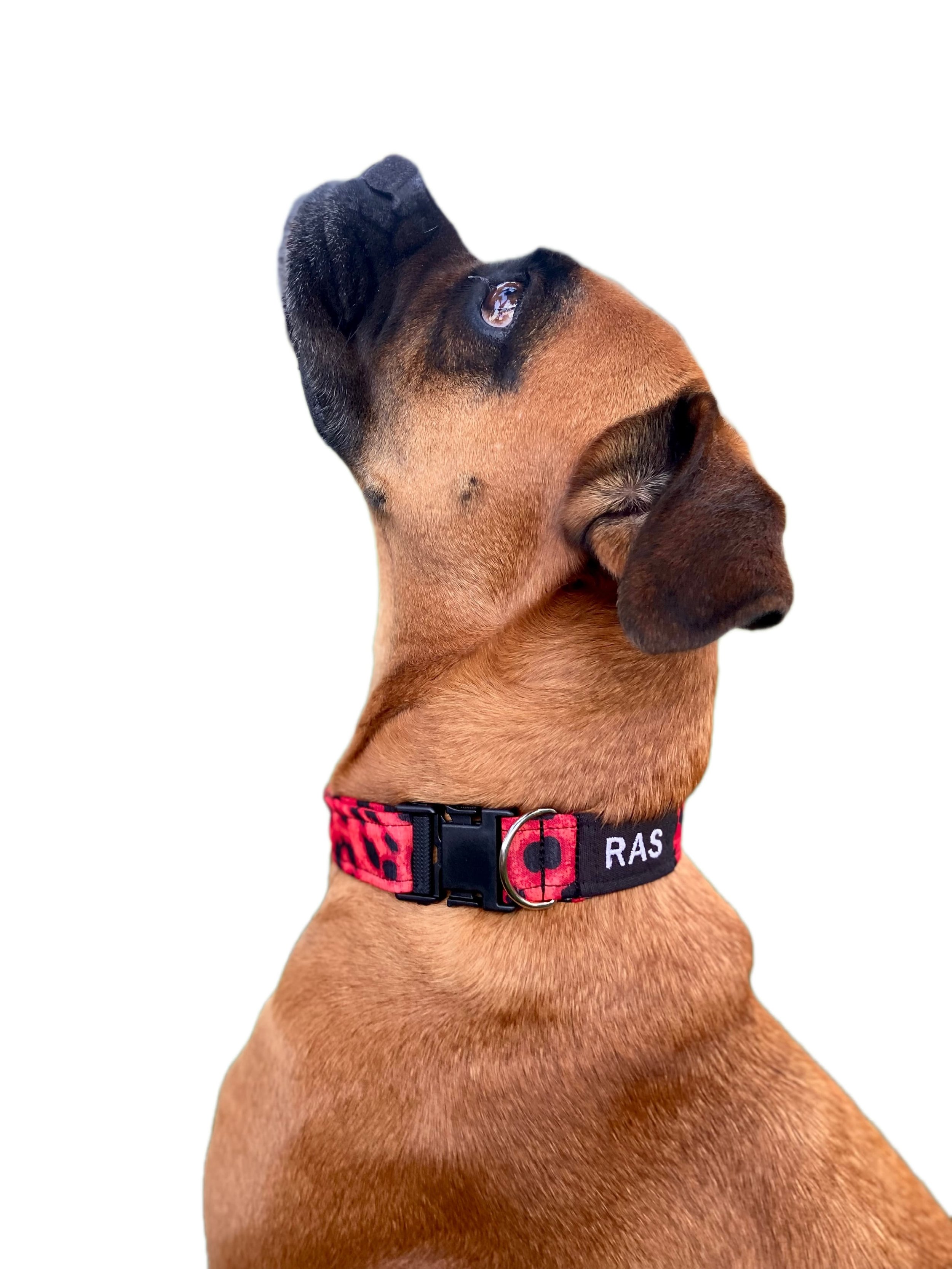 PERSONALIZA EL COLLAR DE TU MASCOTA CON SU NOMBRE BORDADO
