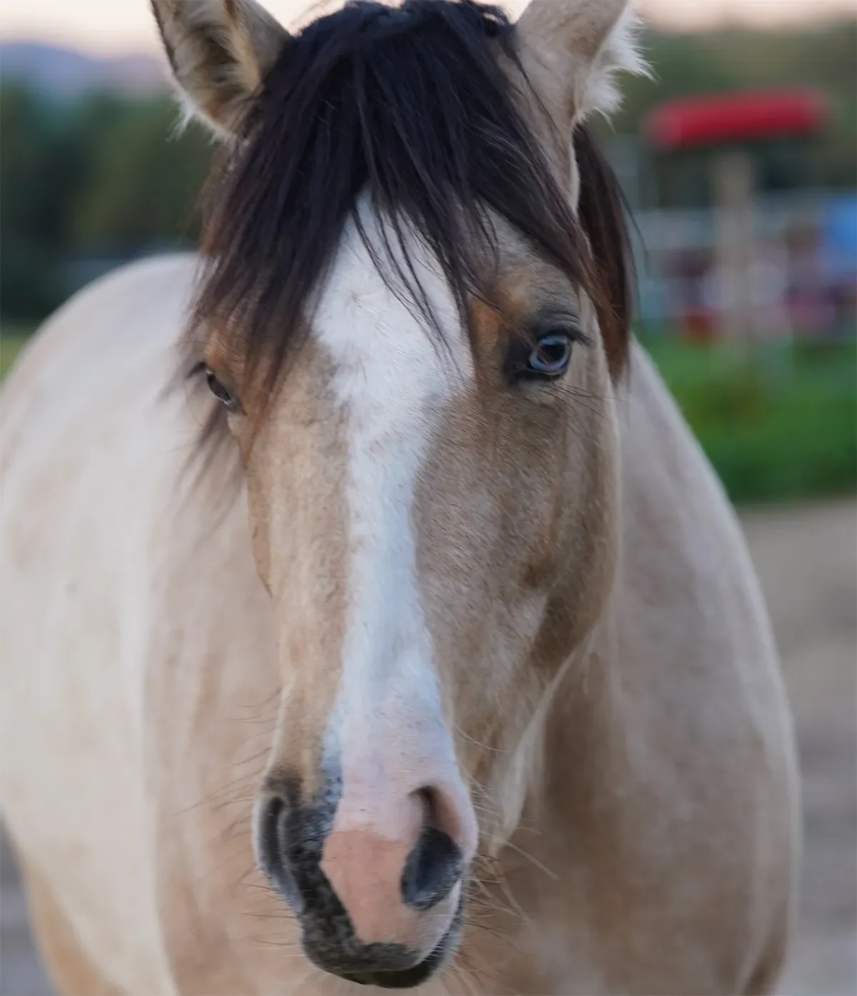 Close-up of a light tan horse with dark mane and blue eyes, outdoors near a fenced area.