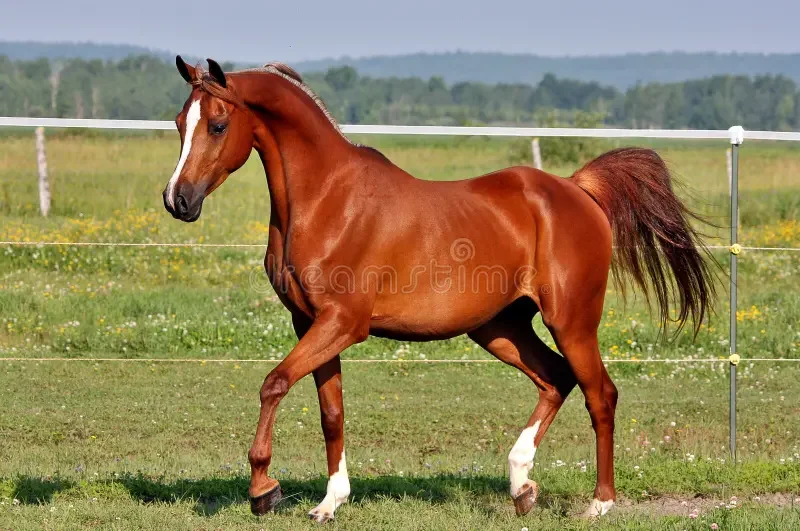 arabian-horse-beautiful-showing-off-68340773.webp