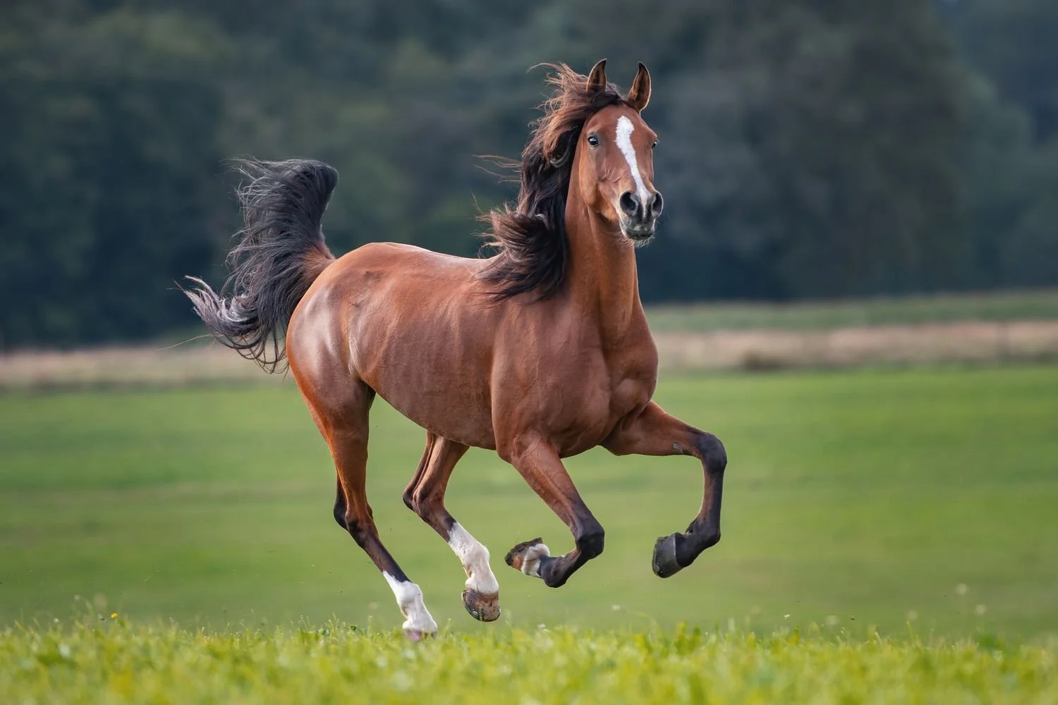 horse.primary-e9a47e1c486c4fb7bf729e05b59cf0df.jpg
