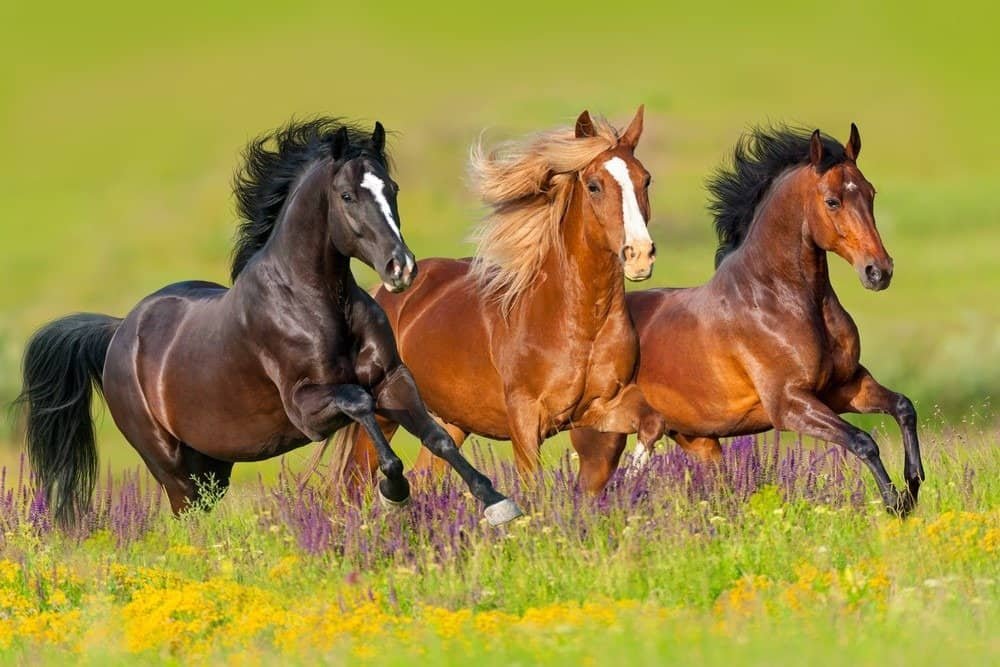 horse-2.jpg