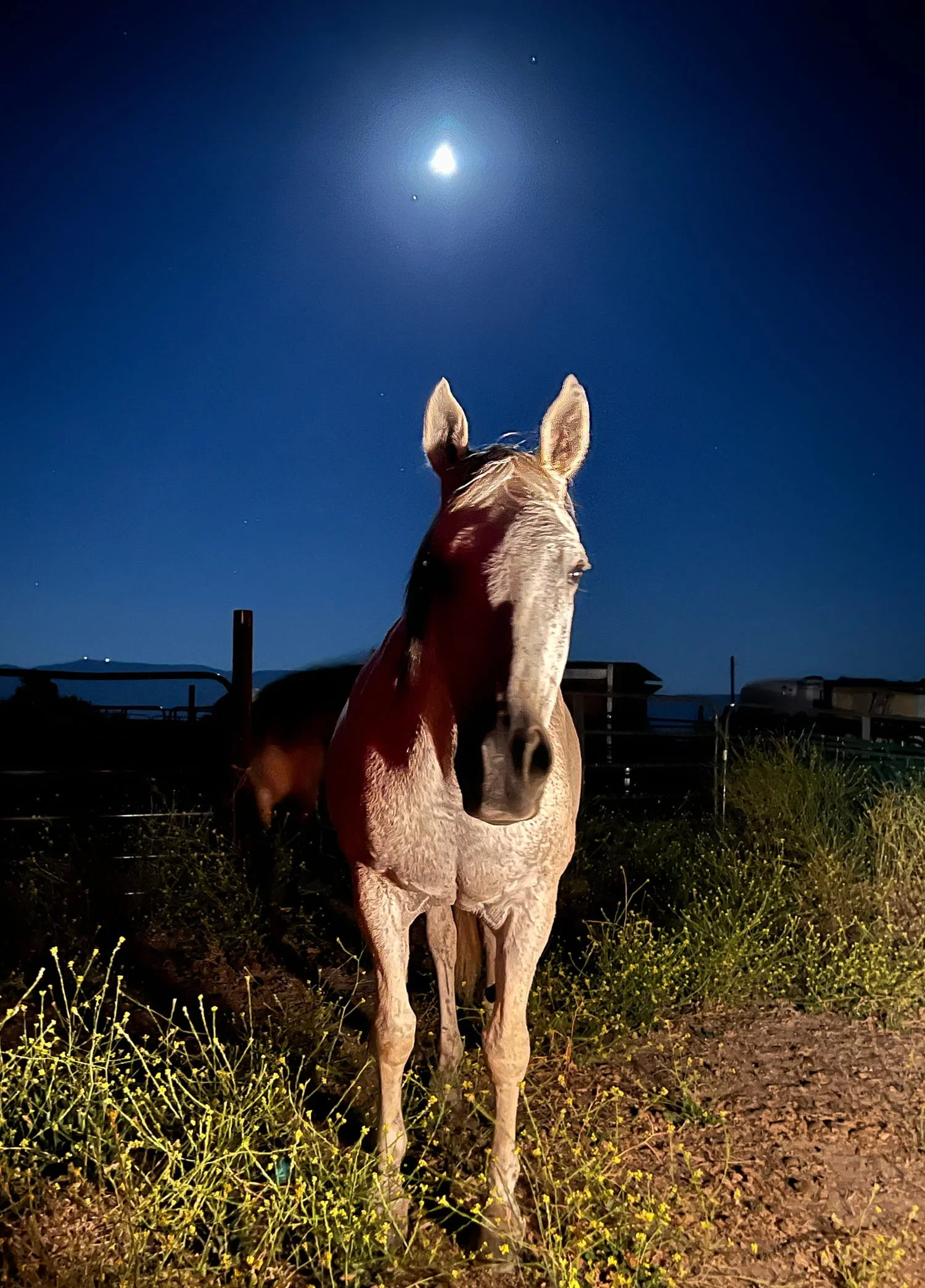 A horse standing outdoors at night under a bright moonlit sky.