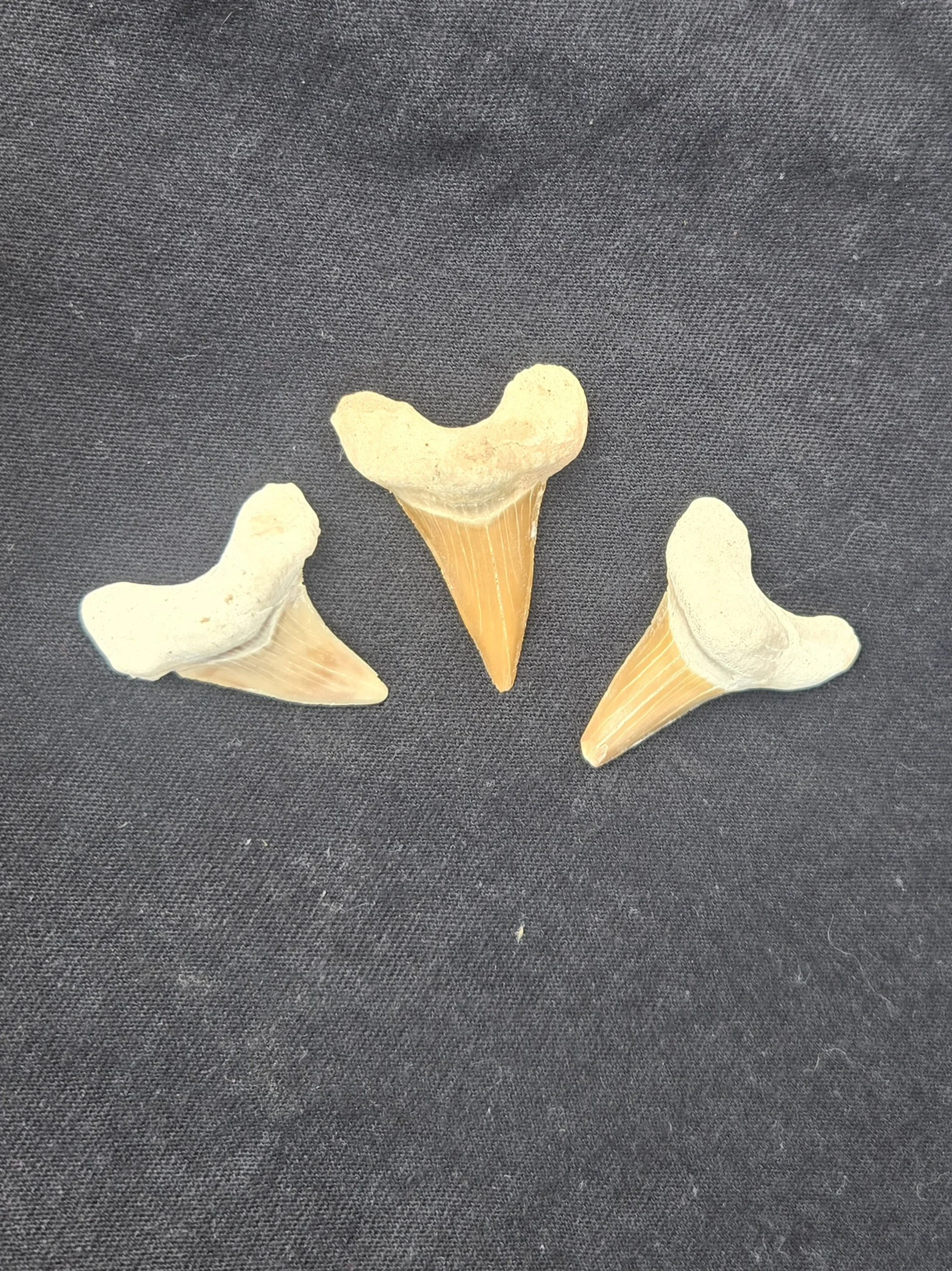 Fossilized Shark Teeth