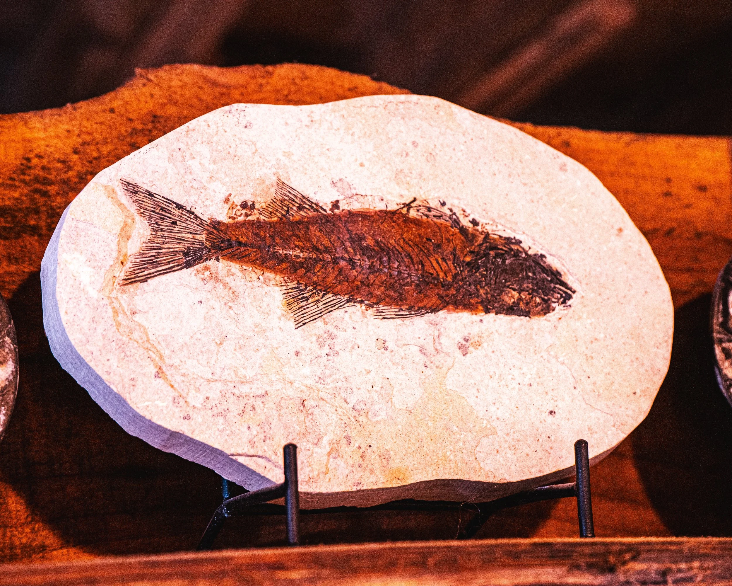 Fossil Fish (Mioplosus)
